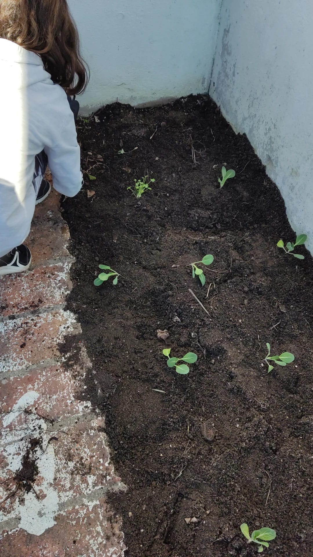 Plantação e Sementeiras