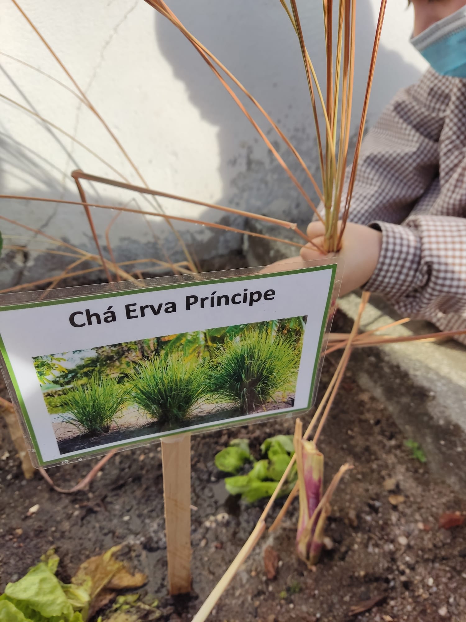 Identificação das Plantas