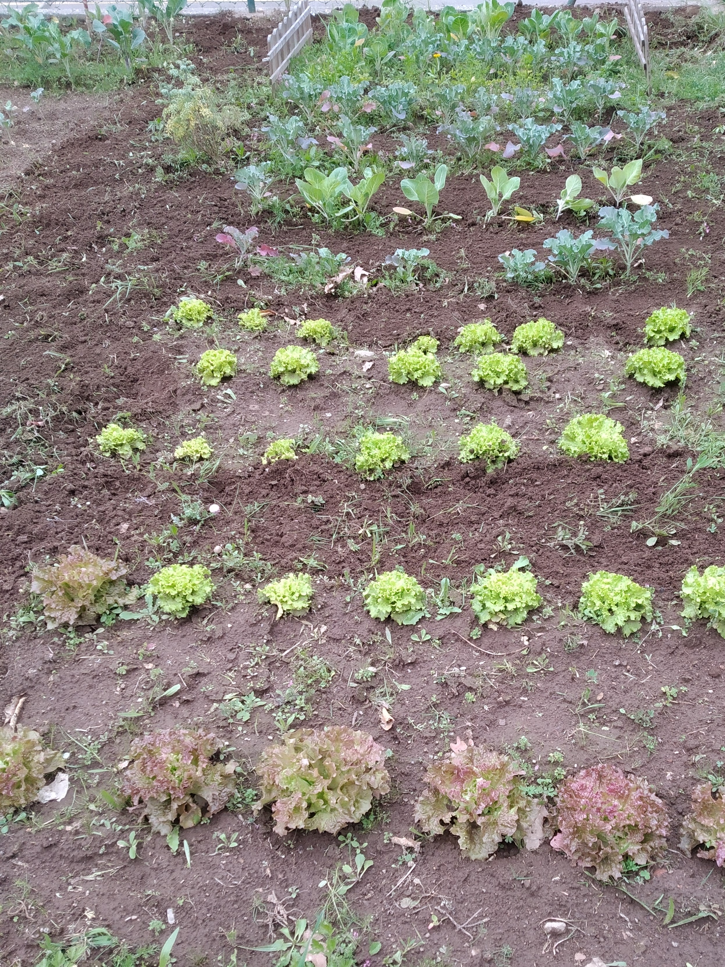 Crescimento de algumas plantas em março