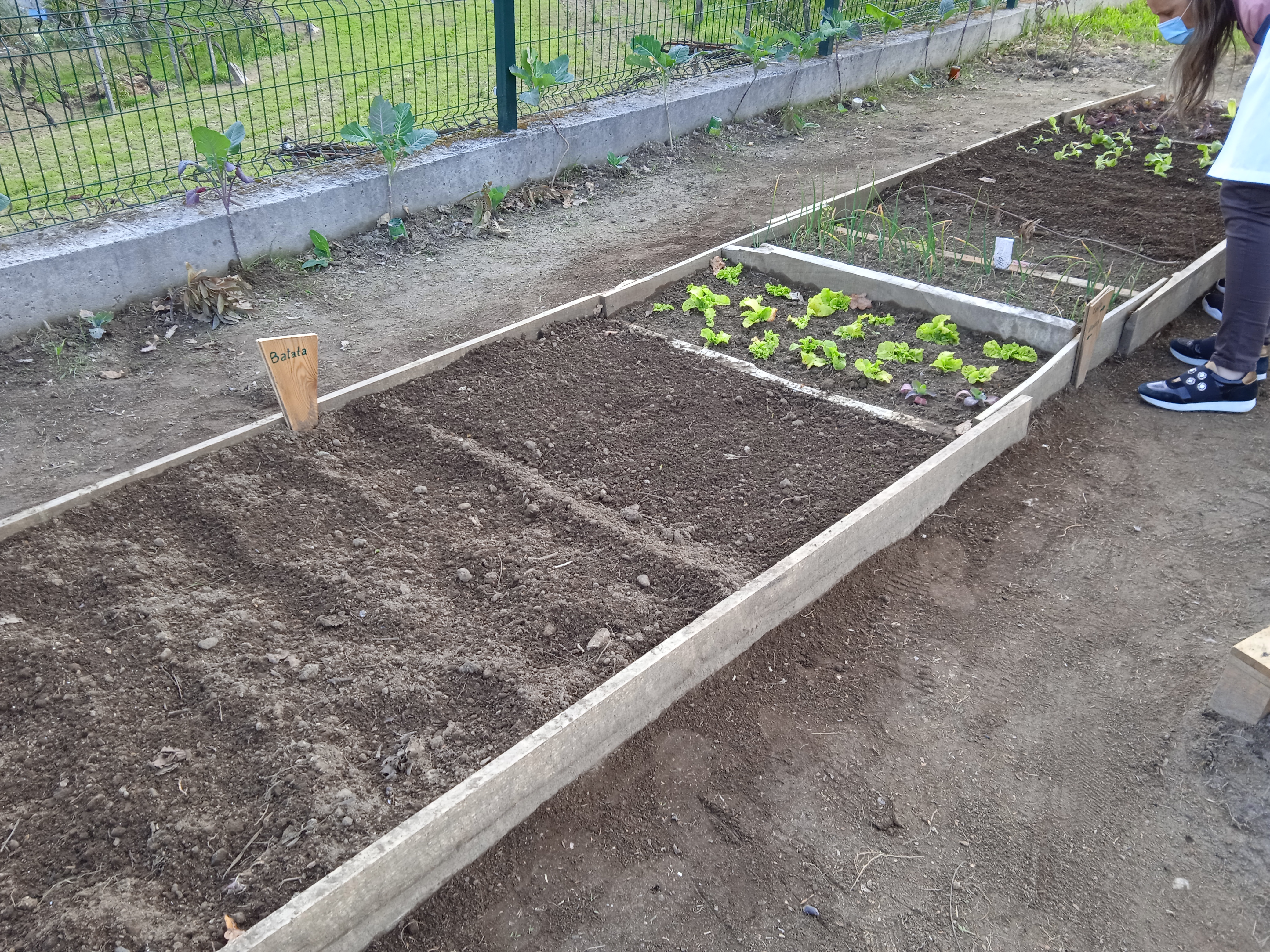 Canteiro  
Preparou-se o solo utilizando o composto resultante da compostagem feita na escola. Utilizou-se uma parte do canteiro para plantar alfaces e cebolo e outra para fazer sementeiras: espinafres, tomates e cenouras. Deixamos outra para mudas.