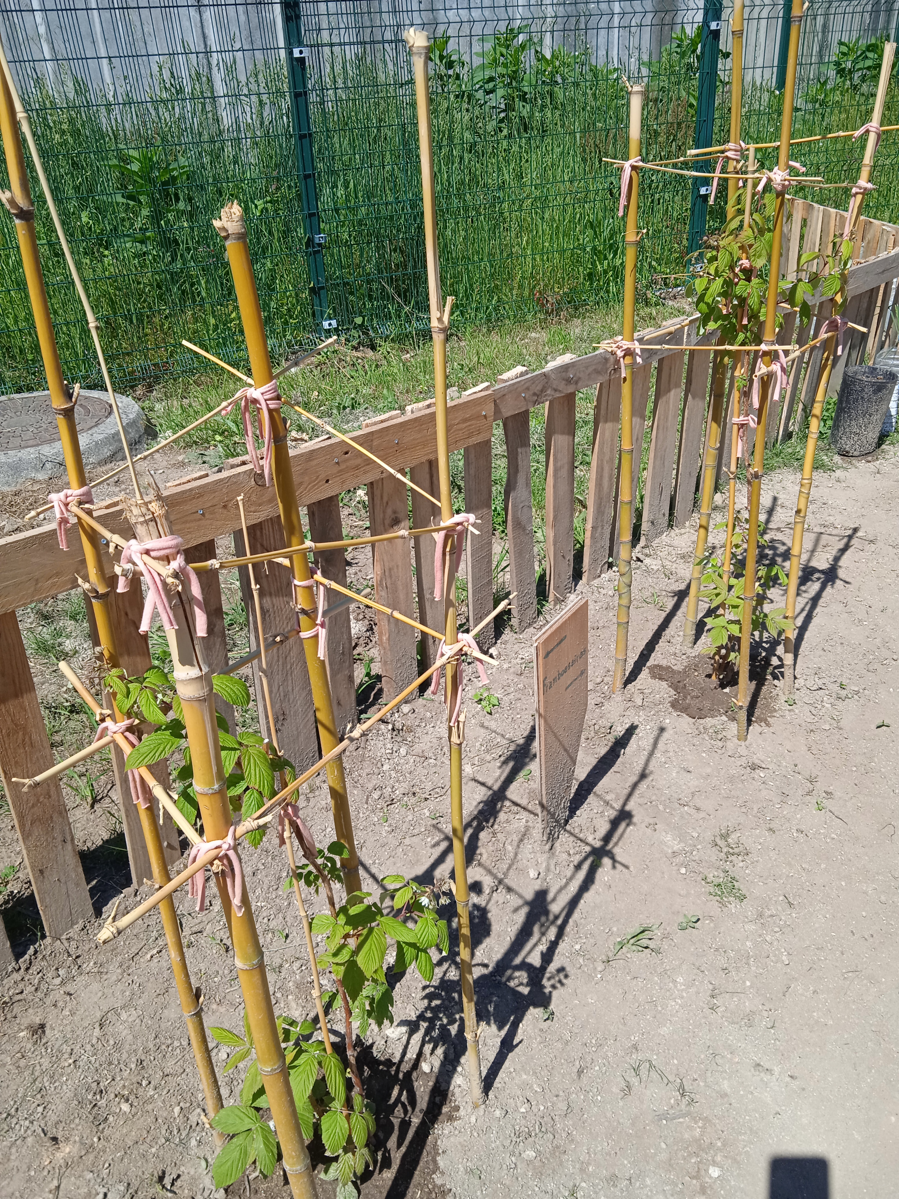 As nossas framboeseiras estão muito bonitas. Vão produzir bem, estão carregadas de fruto.