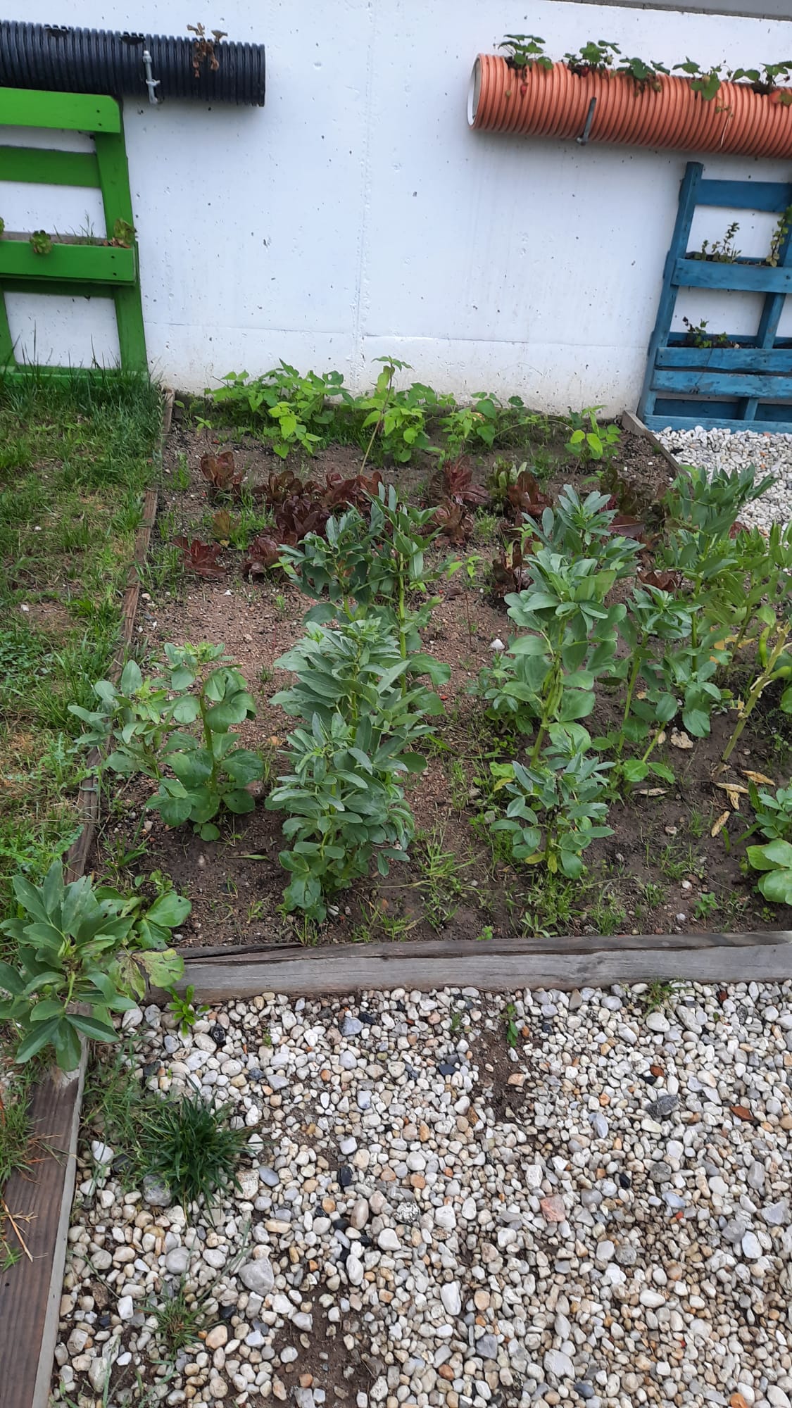 As favas, a alface e o feijão estão bonitos!