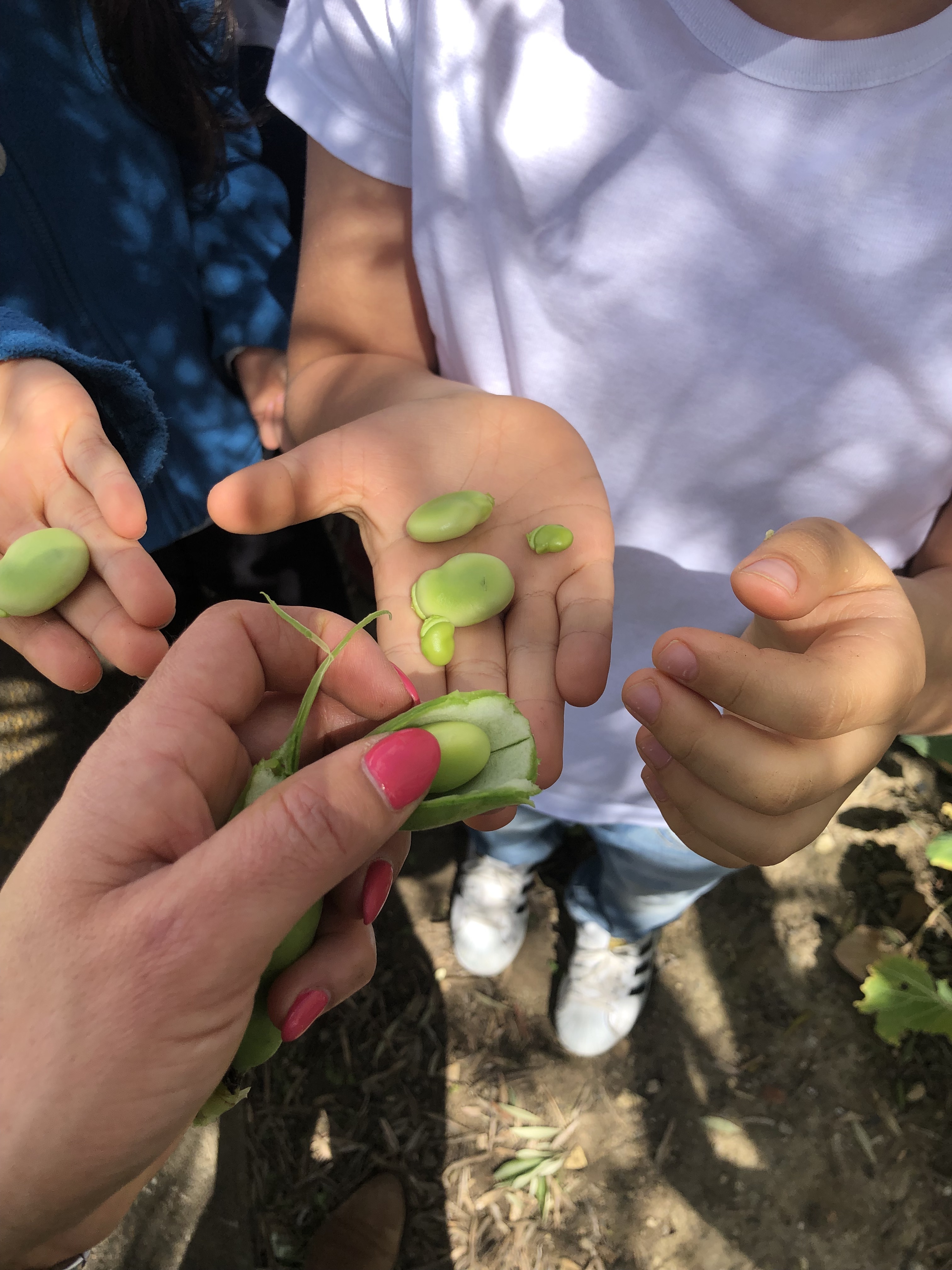 Recolha de favas3