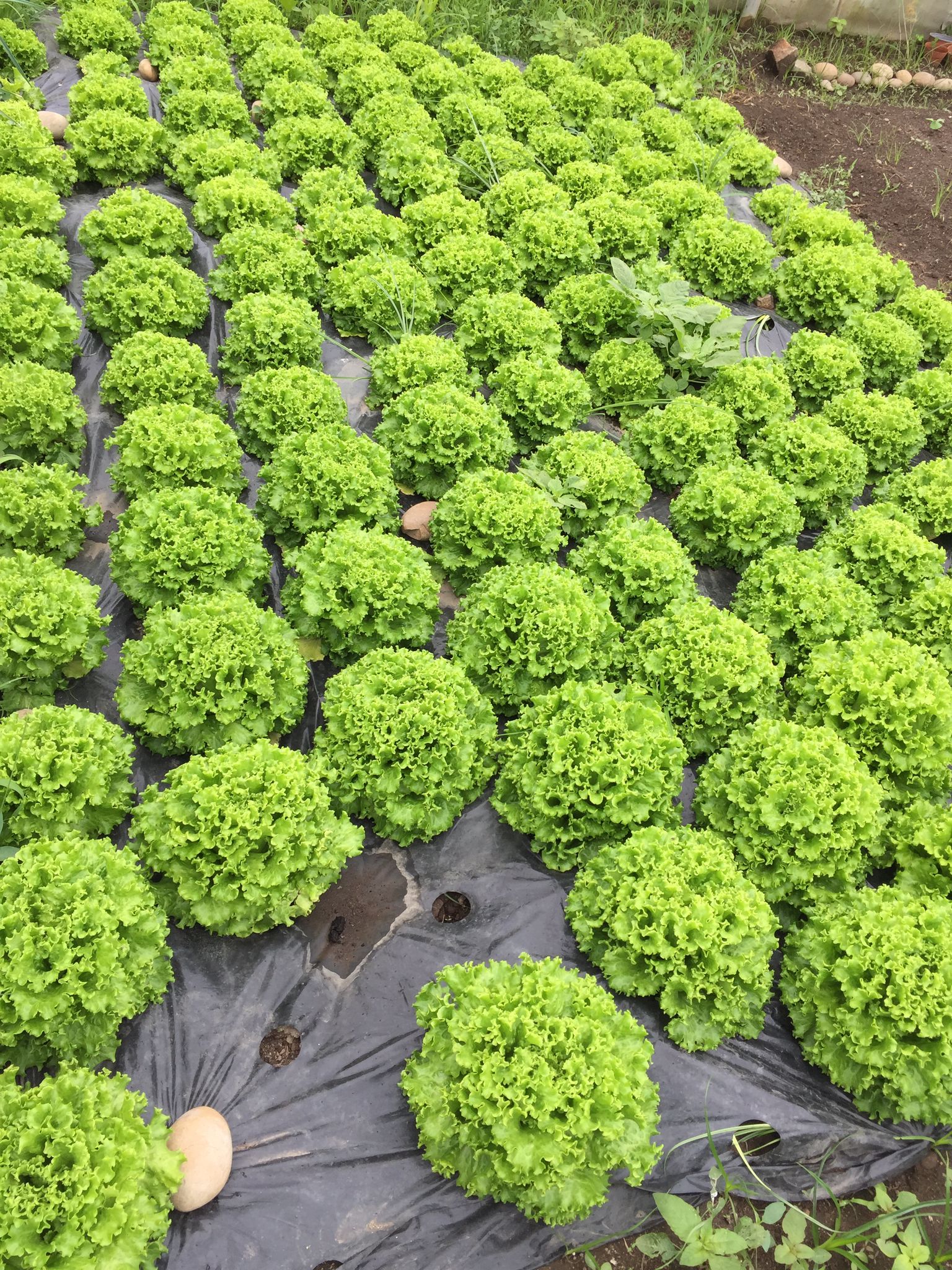 Plantação de alfaces