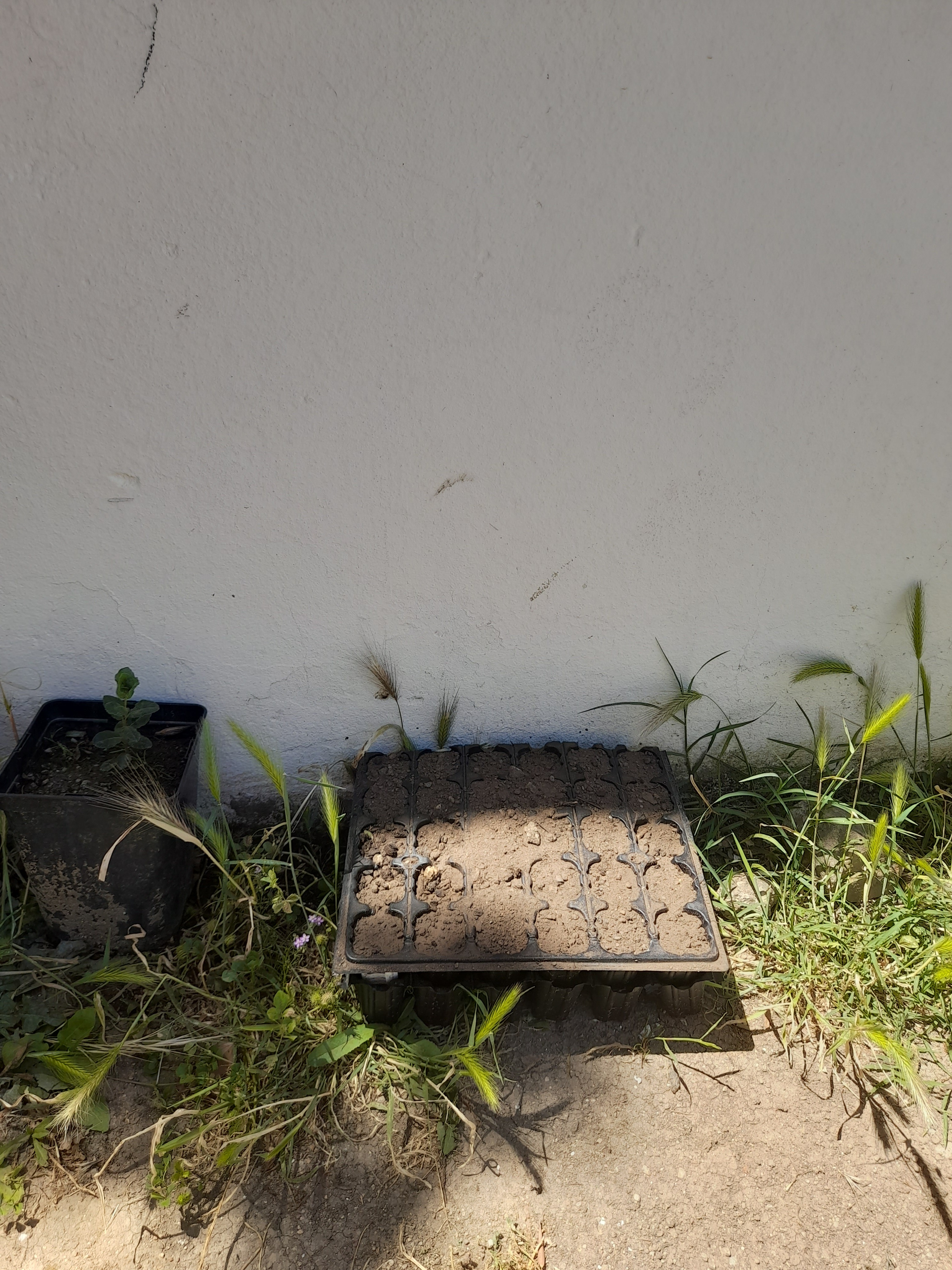 Sementeiras
Em caixas junto à horta colocaram-se sementes que daqui a alguns dias irão começar a germinar e poderão ser transplantadas para a horta.
