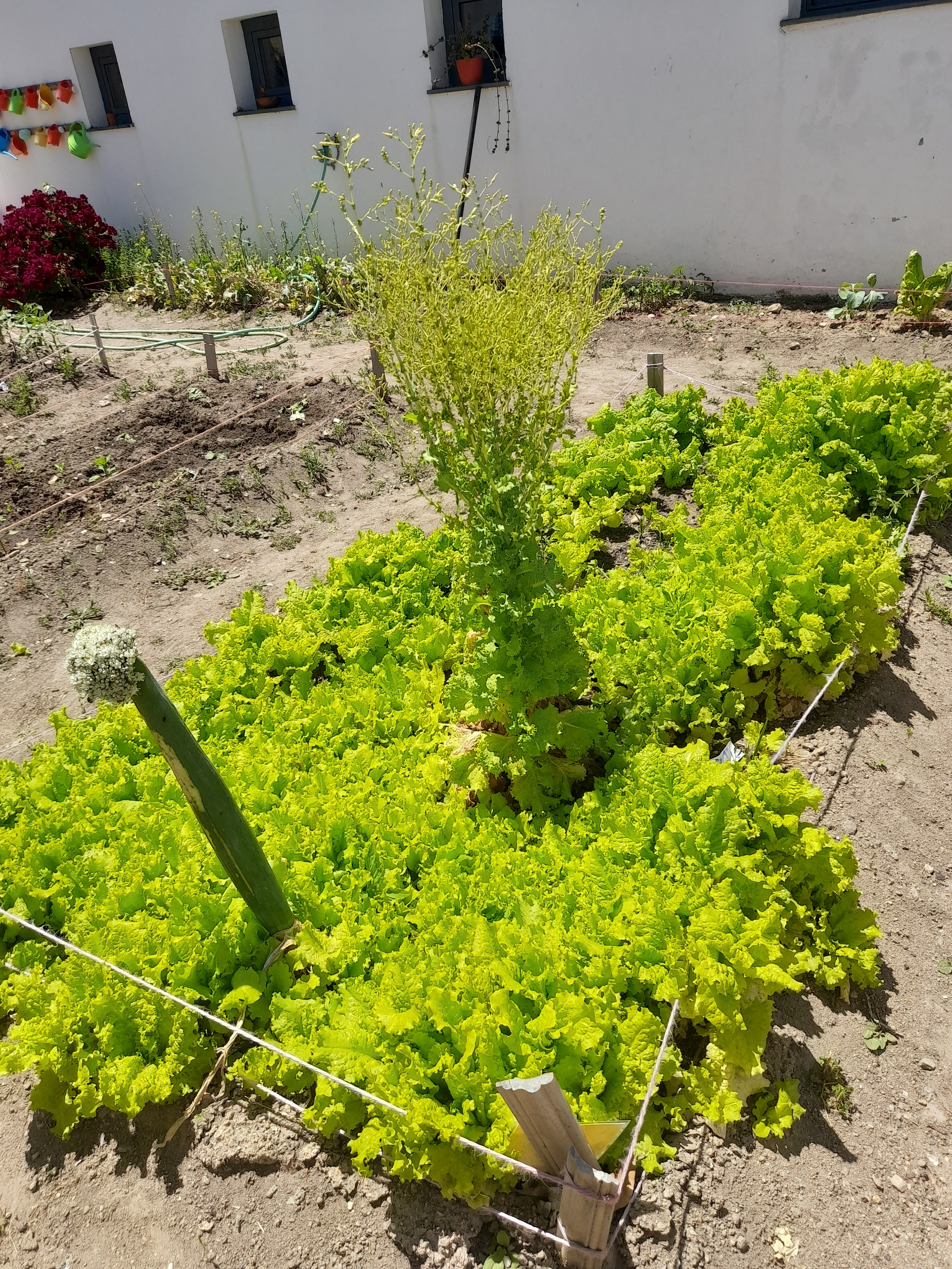 Plantações
Durante o mês de maio as alfaces da nossa horta cresceram bastante. Foi possível colher e as crianças levaram para casa.