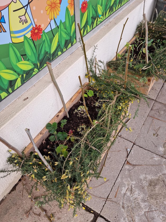 desenvolvimento horta