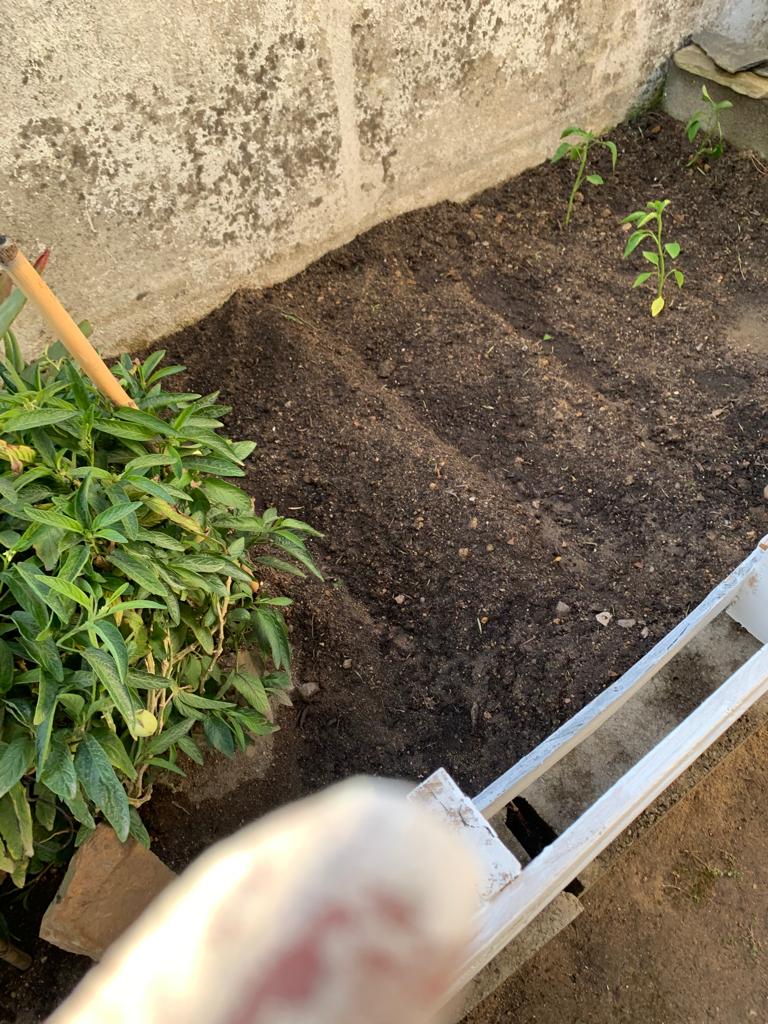 Plantação dos produtos hortícolas.