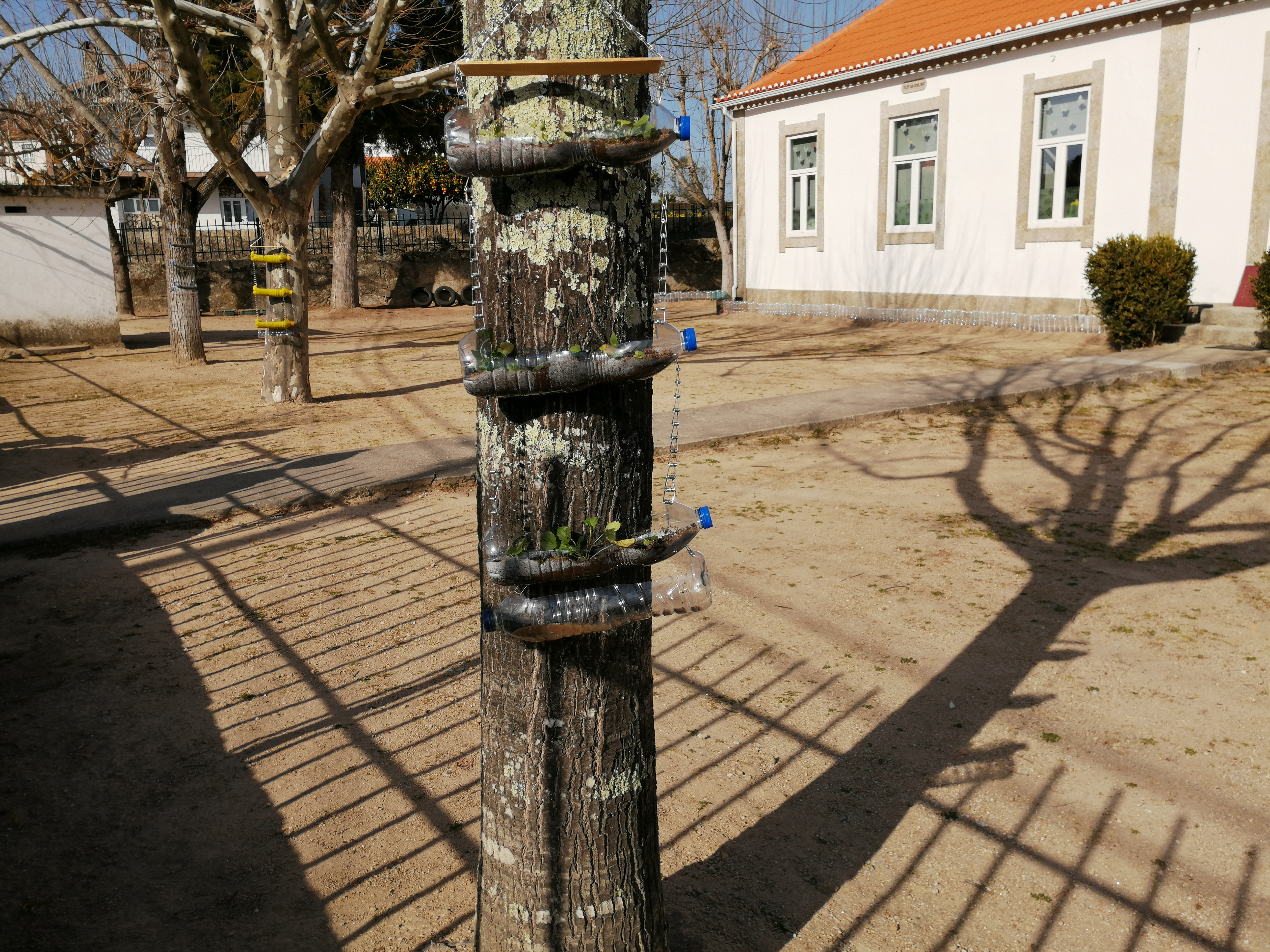 Vasos suspensos com amores perfeitos.