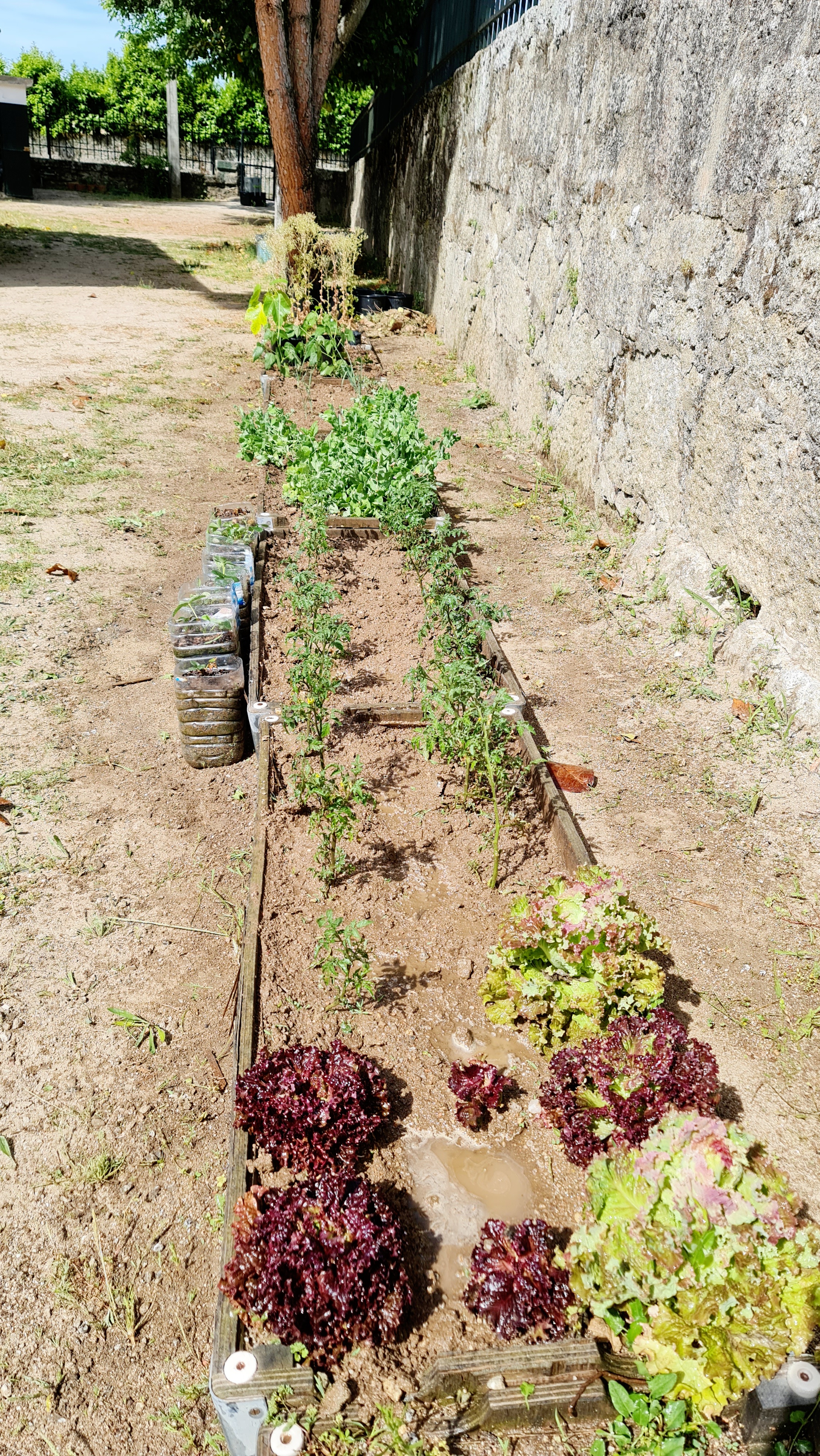 Horta
