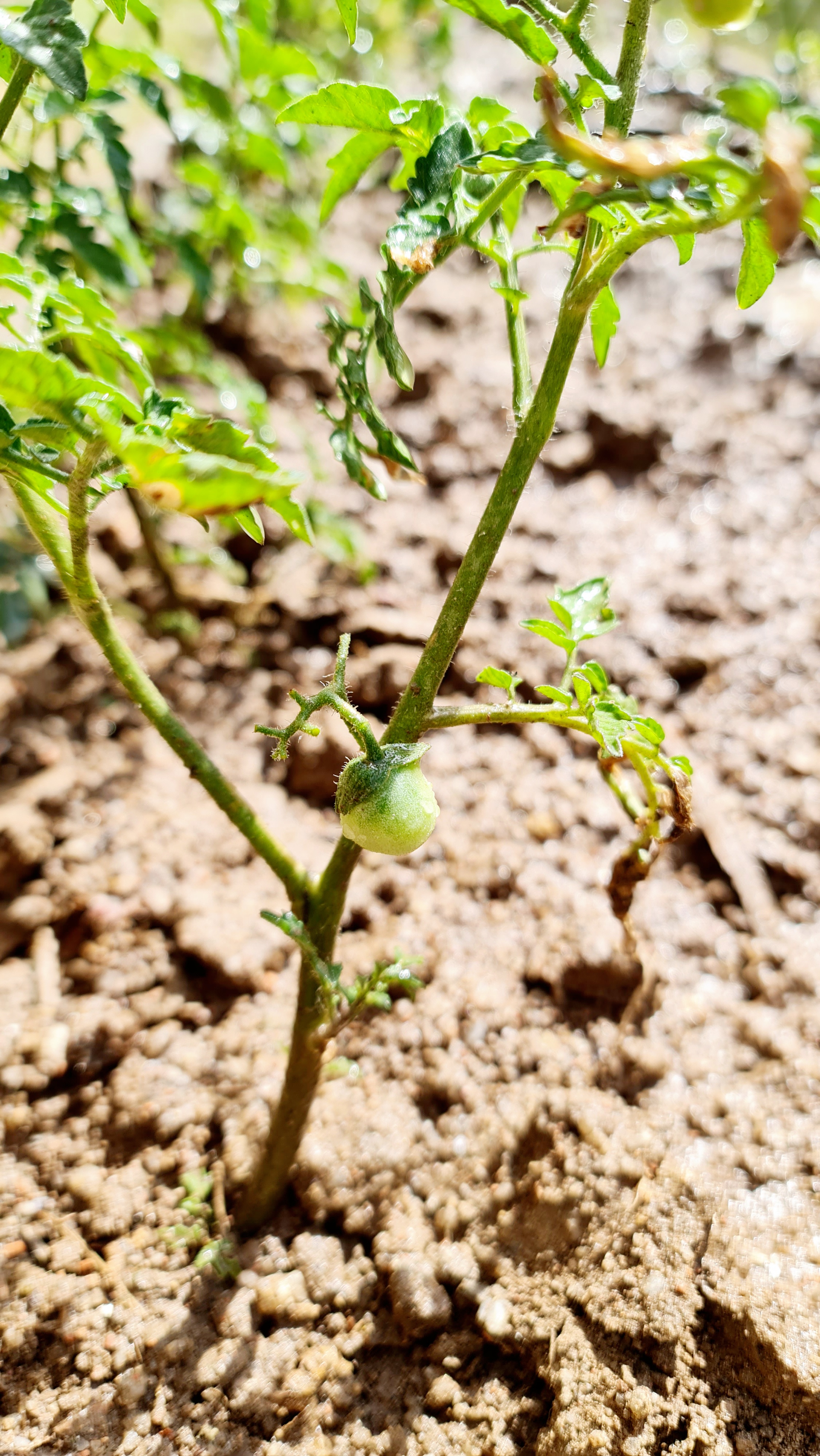 Os nossos tomatinhos.