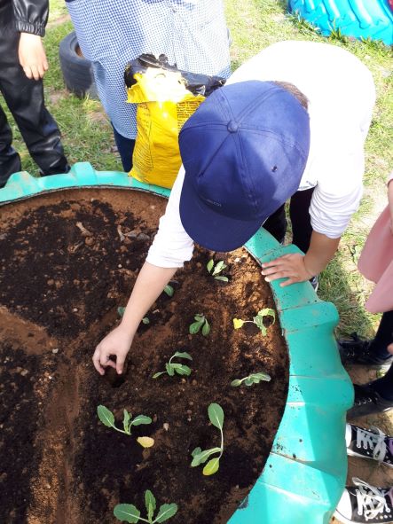 Plantando couves e alfaces, beterraba e acelga. HUMMM...