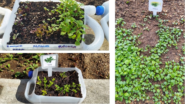 Germinação em recipientes e no terreno da horta
