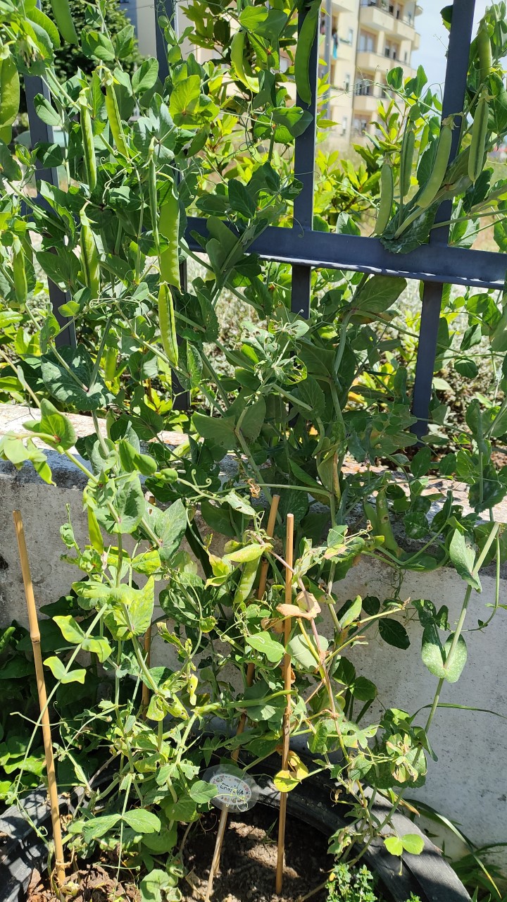 Está na hora de colher os legumes da horta