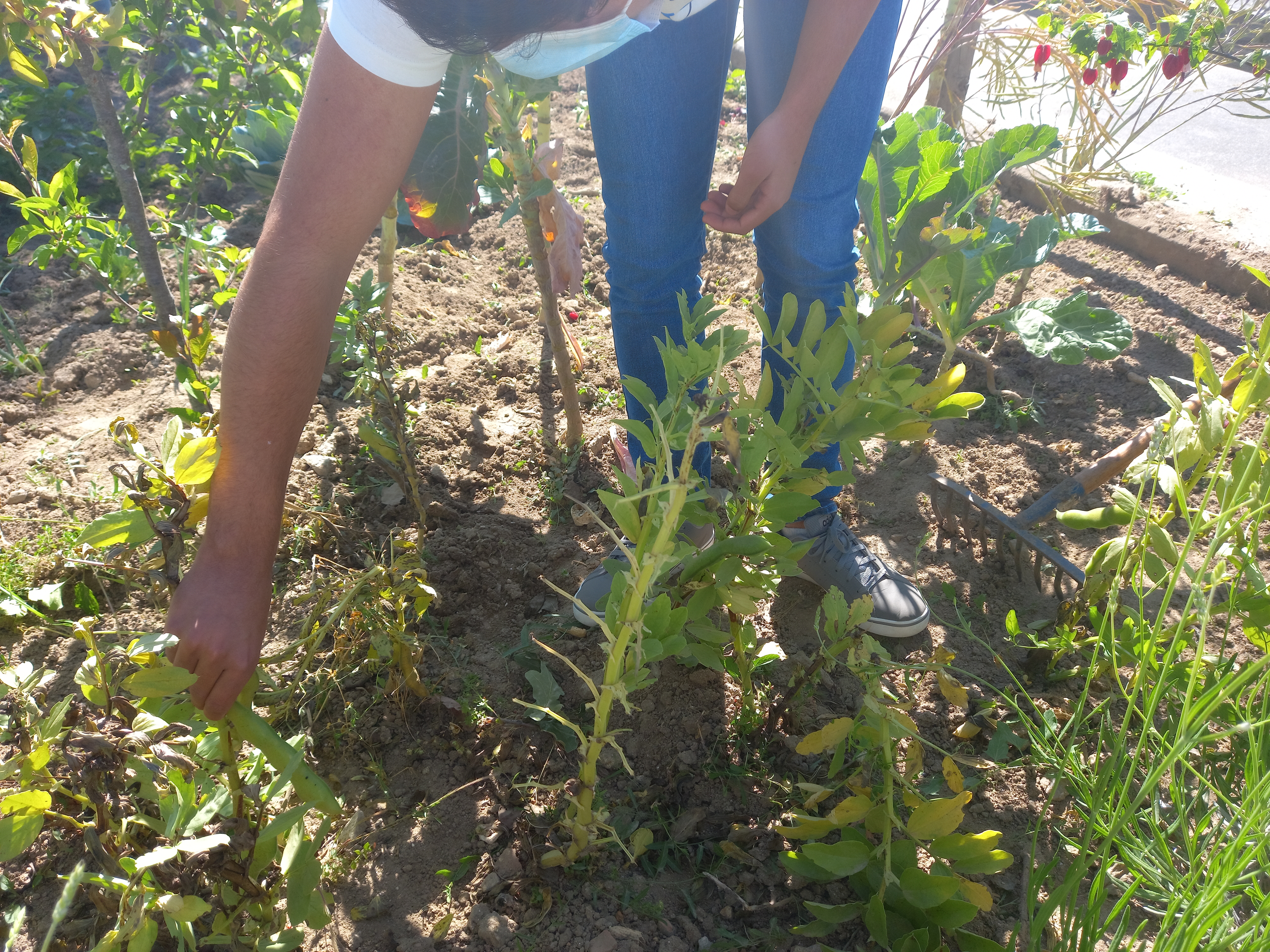 Recolha de favas.