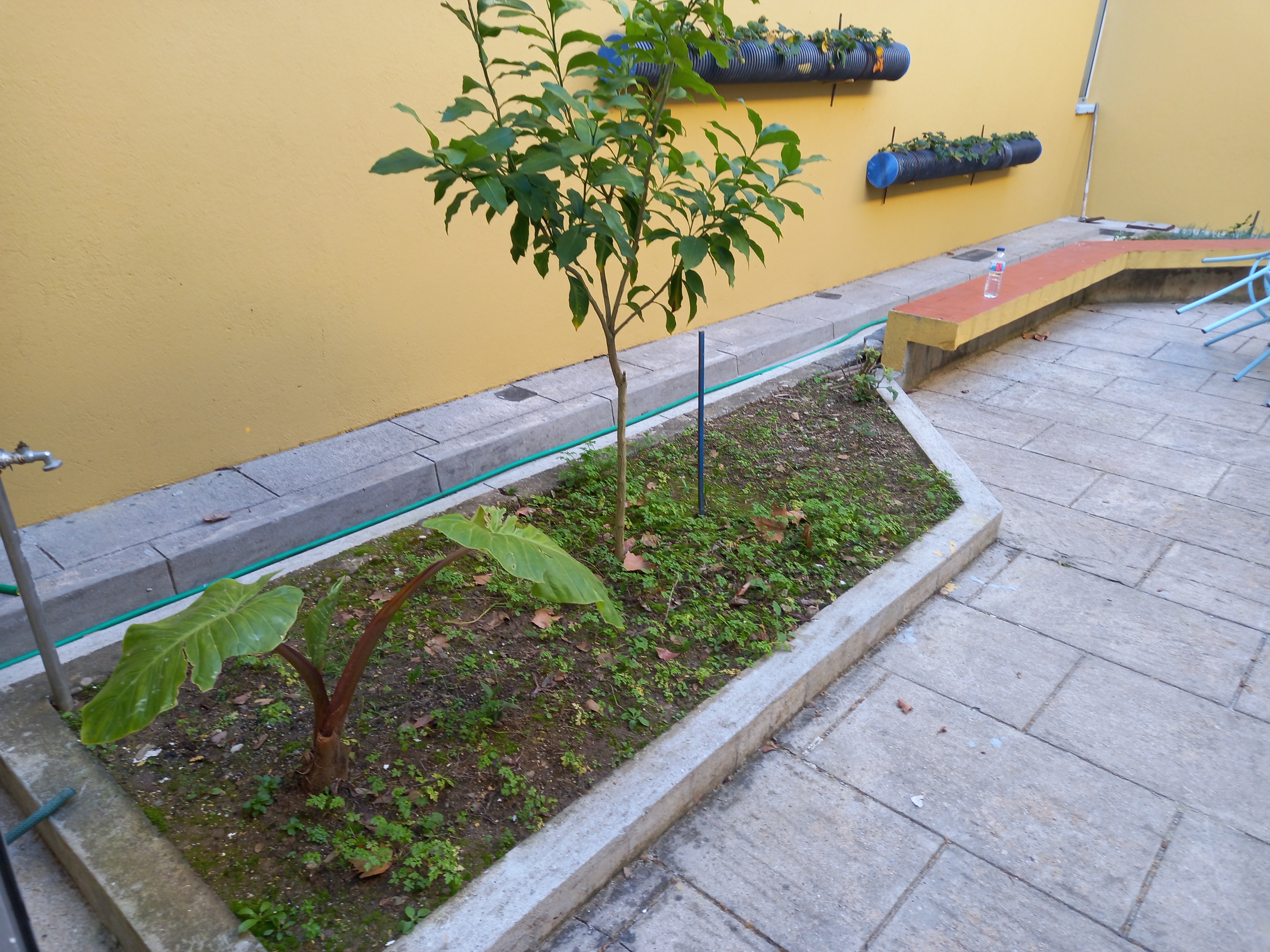 A Horta divide-se pela Escola Sede e o Centro Escolar do Agrupamento. Esta fotografia é da fase inicial da horta da Escola Sede, cujos trabalhos são orientados pelas animadoras Fátima Pereira e Andreia Sousa (Plano de Ação Pessoal, Social e Comunitário).
