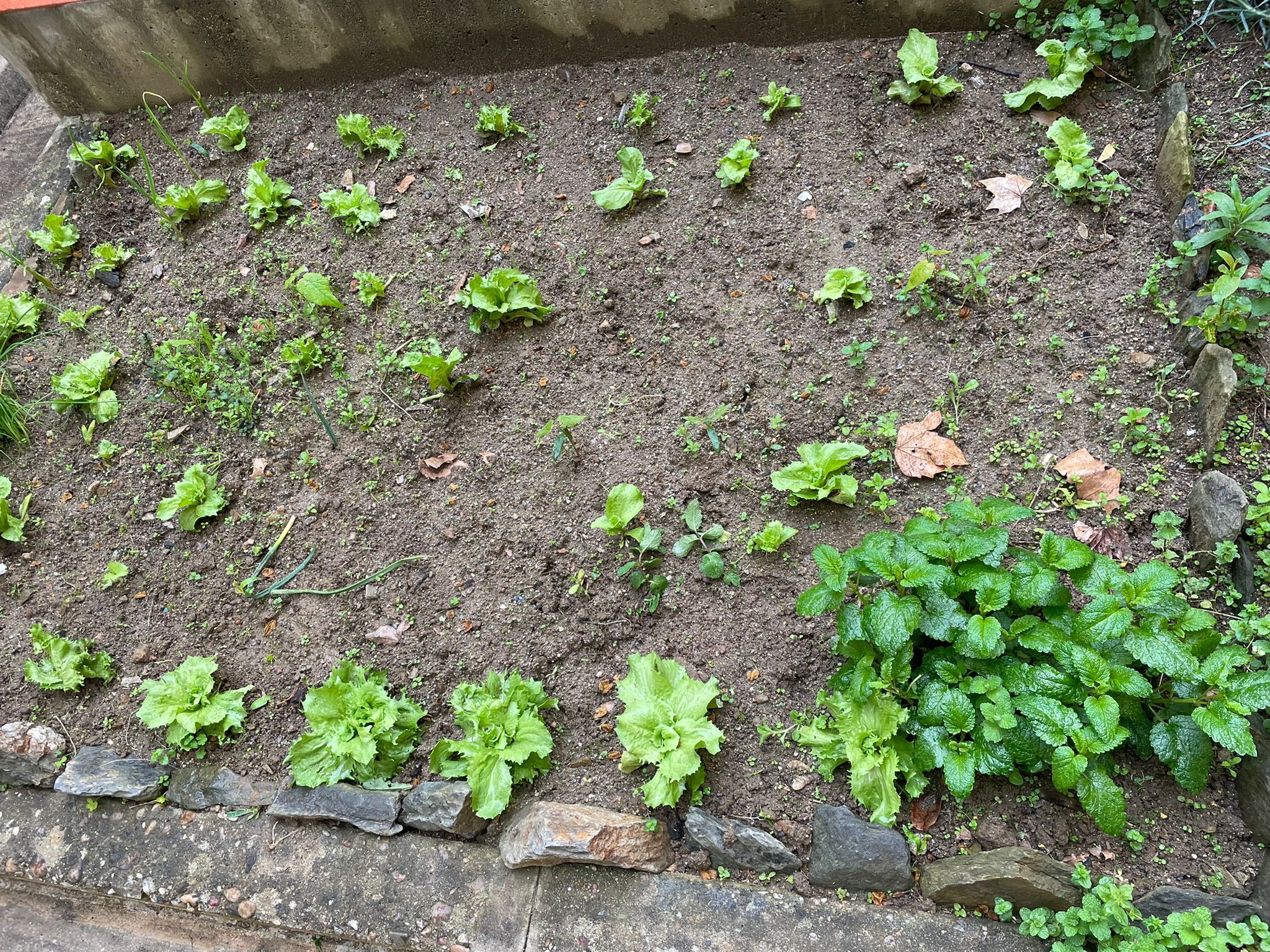 E os trabalhos na horta continuam...Com ajuda do Clube de Ciências, da professora Susana Graça e da animadora Fátima Pereira os trabalhos vão-se realizando. Já temos salsa, cebolinho, hortelã, alfaces em crescimento e morangos!