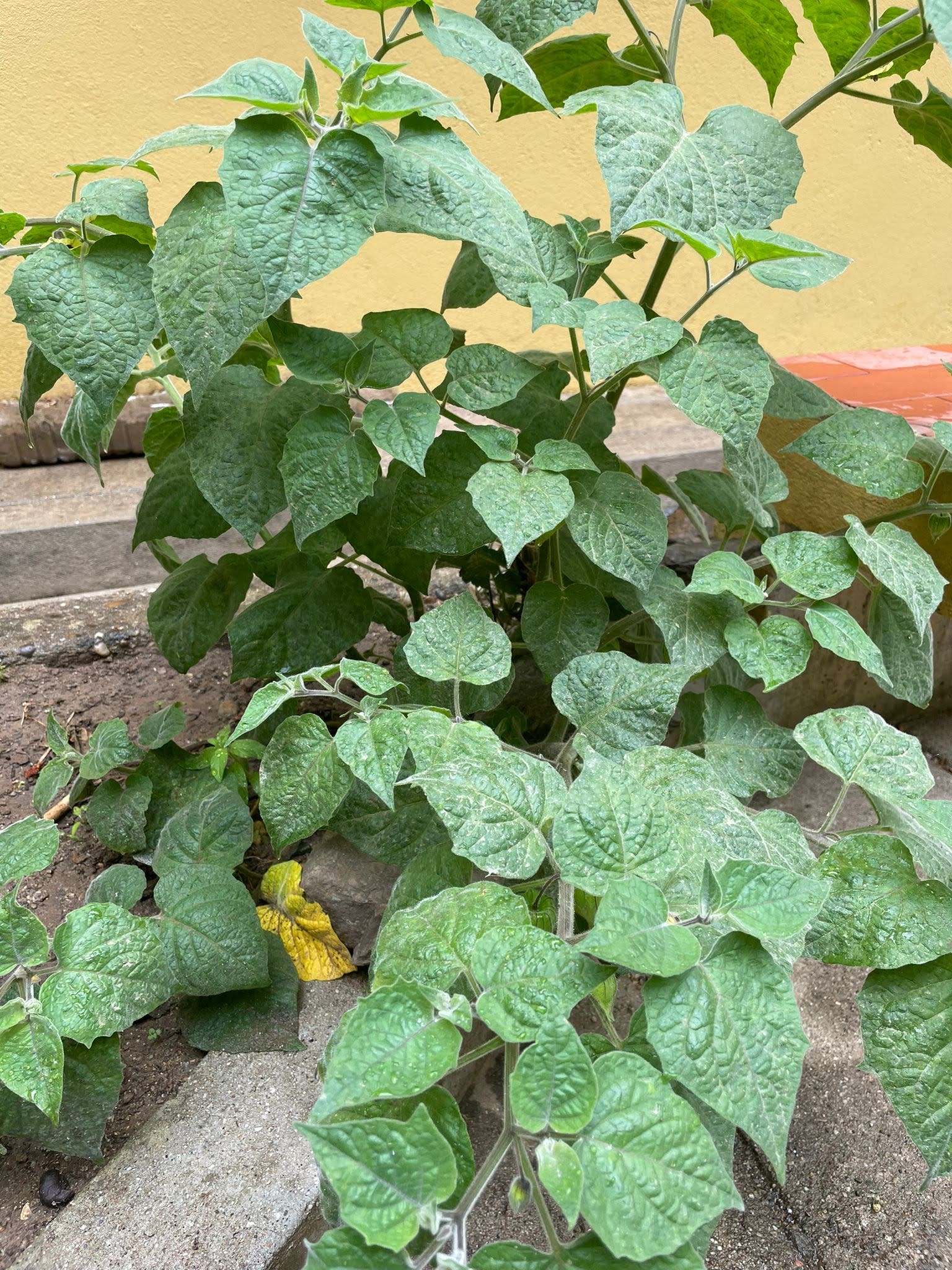Na nossa horta temos também physalis.