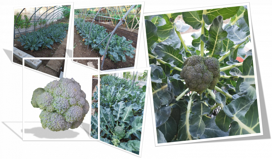Área de plantação de brócolos.