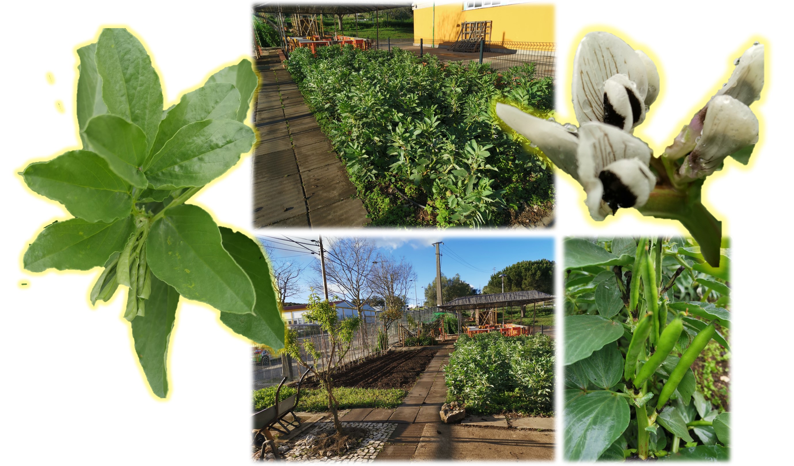 Zona de Favas.