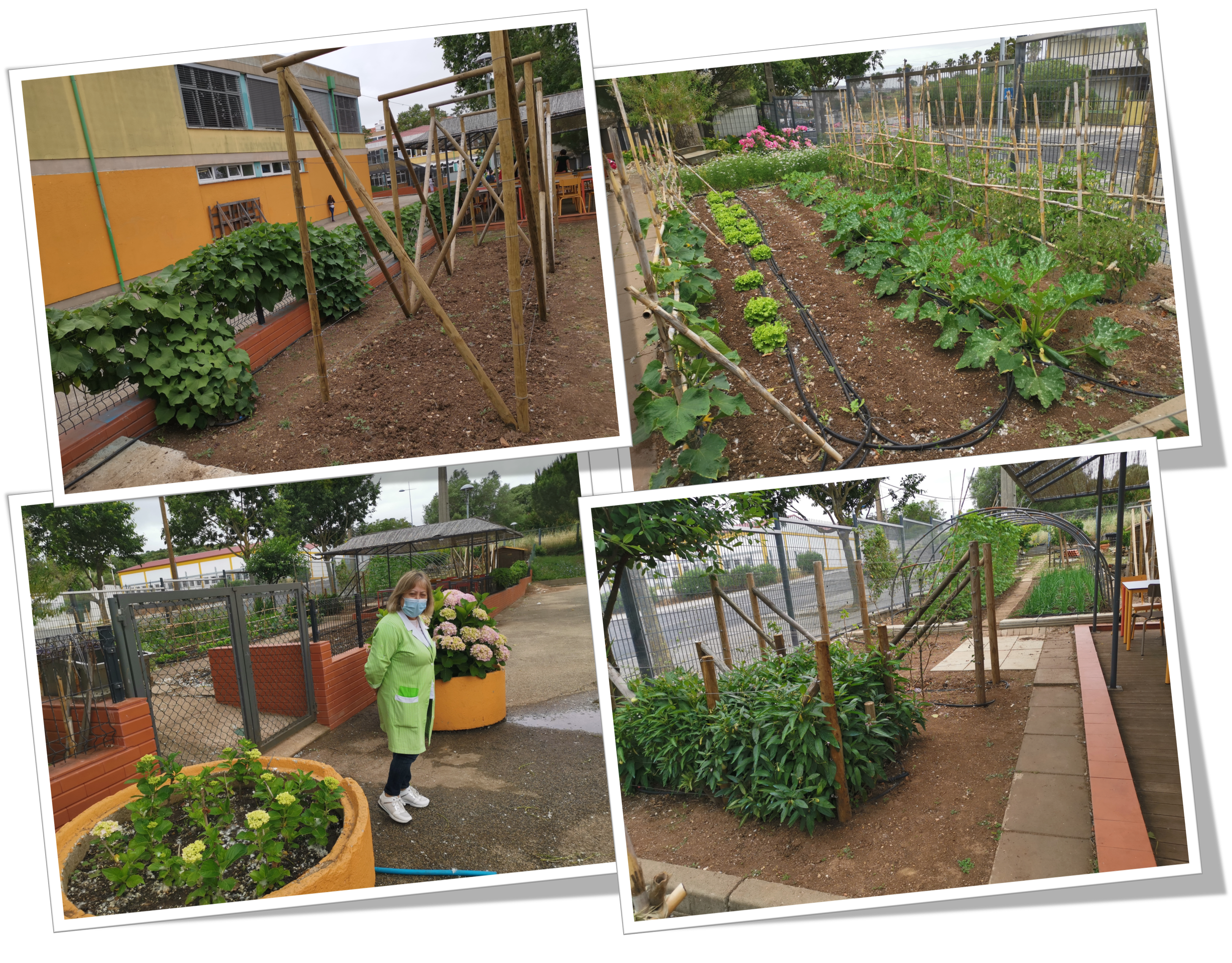 local dos chuchus; área de pepinos, alfaces, curgetes tomates e coentros