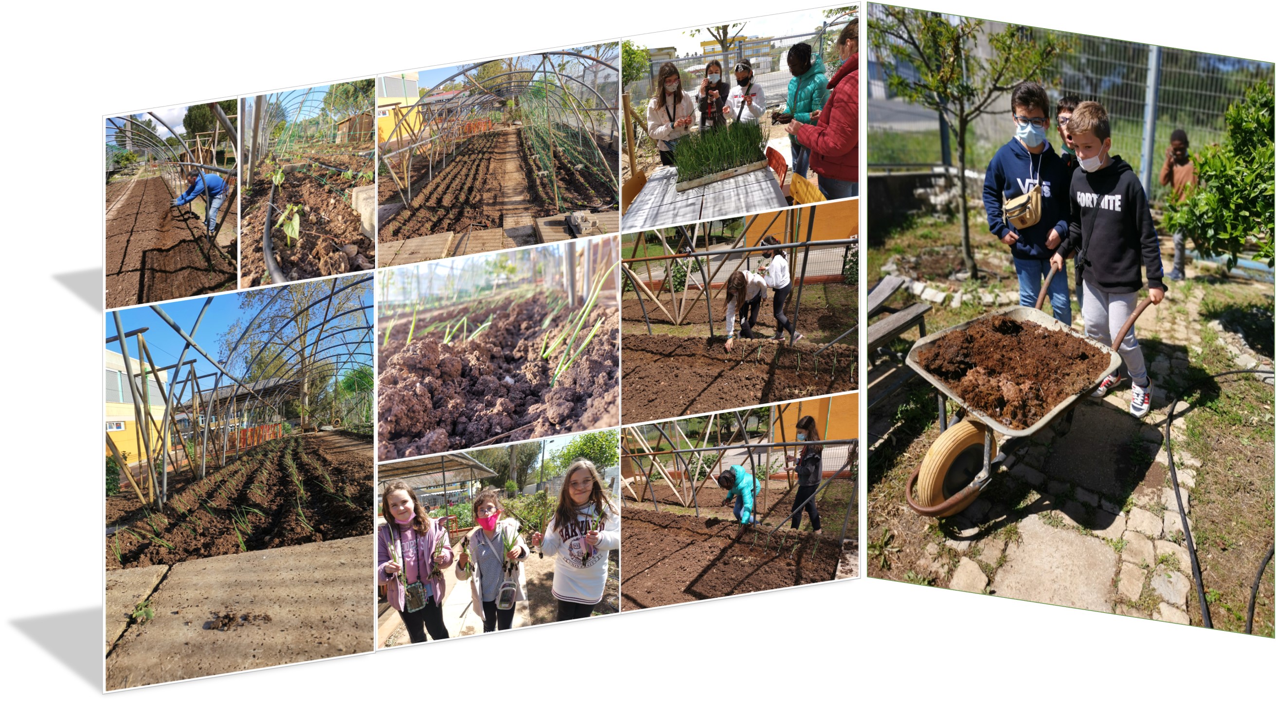 Plantação de cebolo