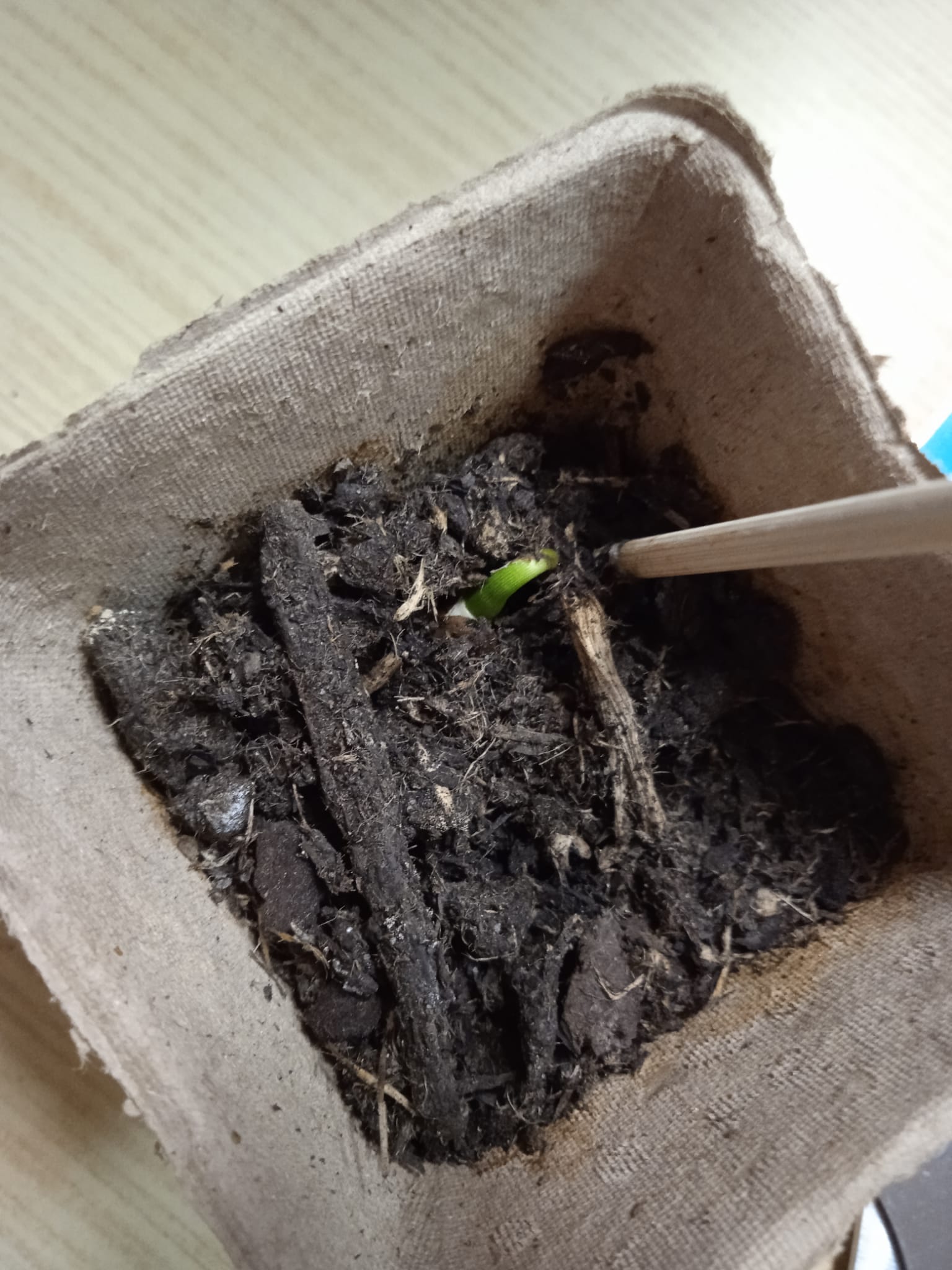 Plantas a desenvolver