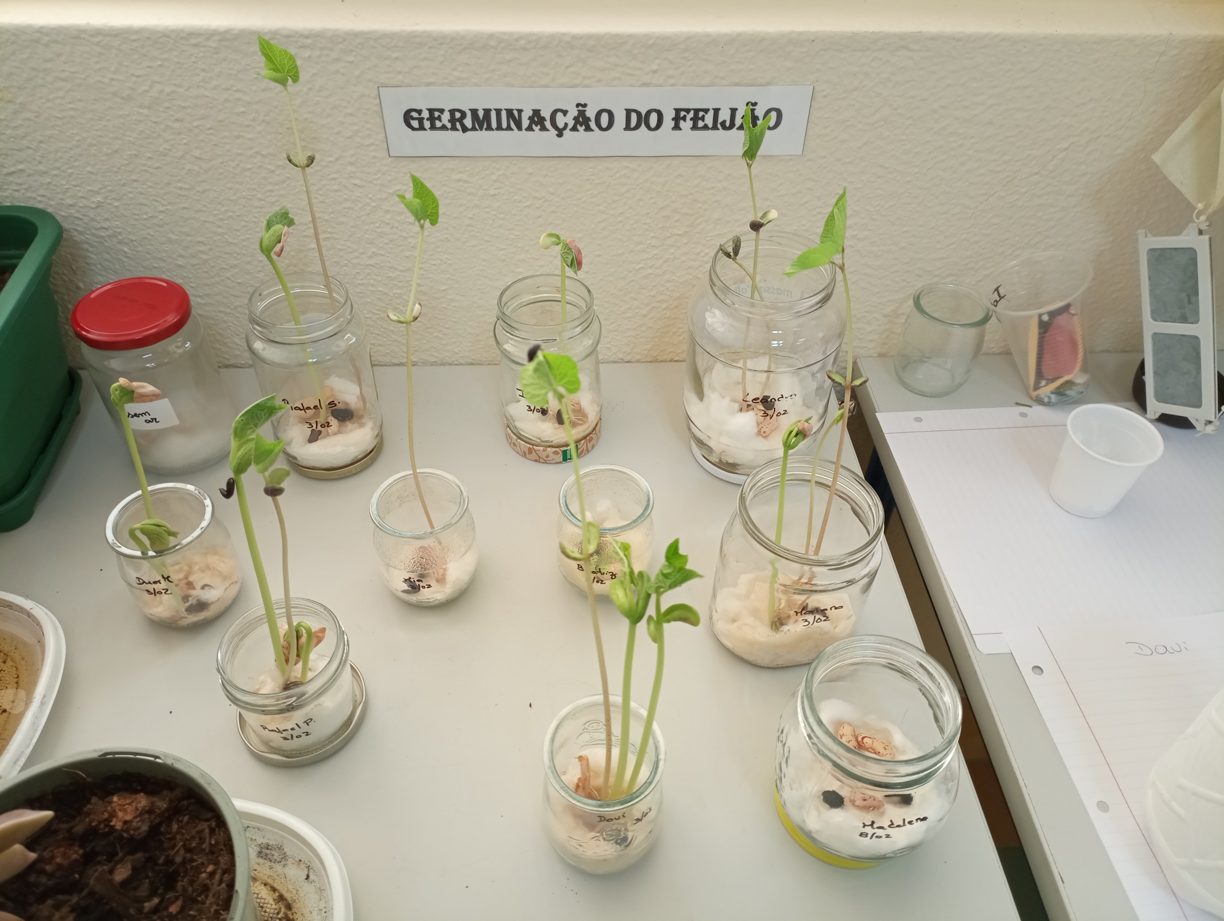 Germinação de sementes- experiências