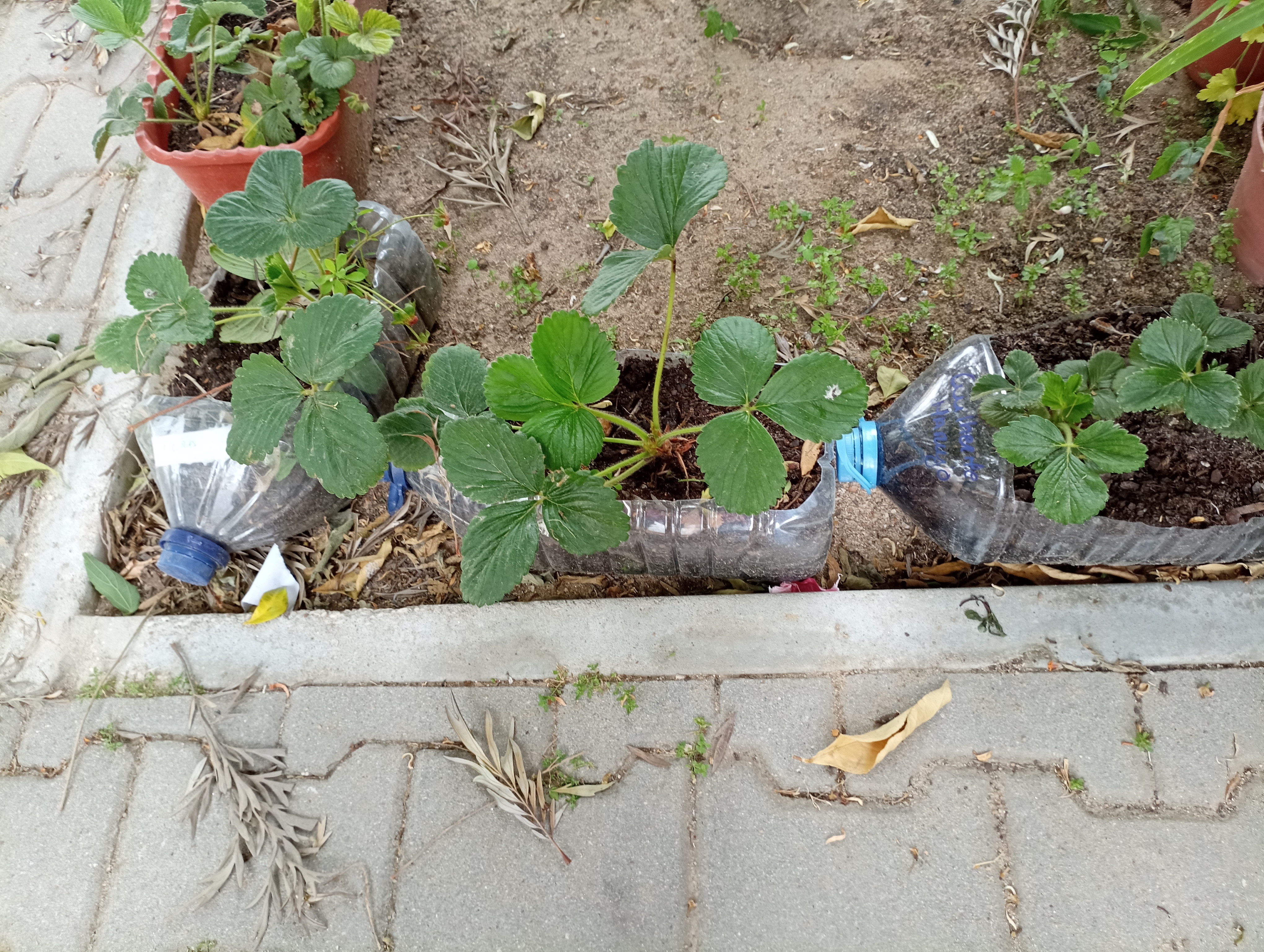 Plantas a desenvolver
