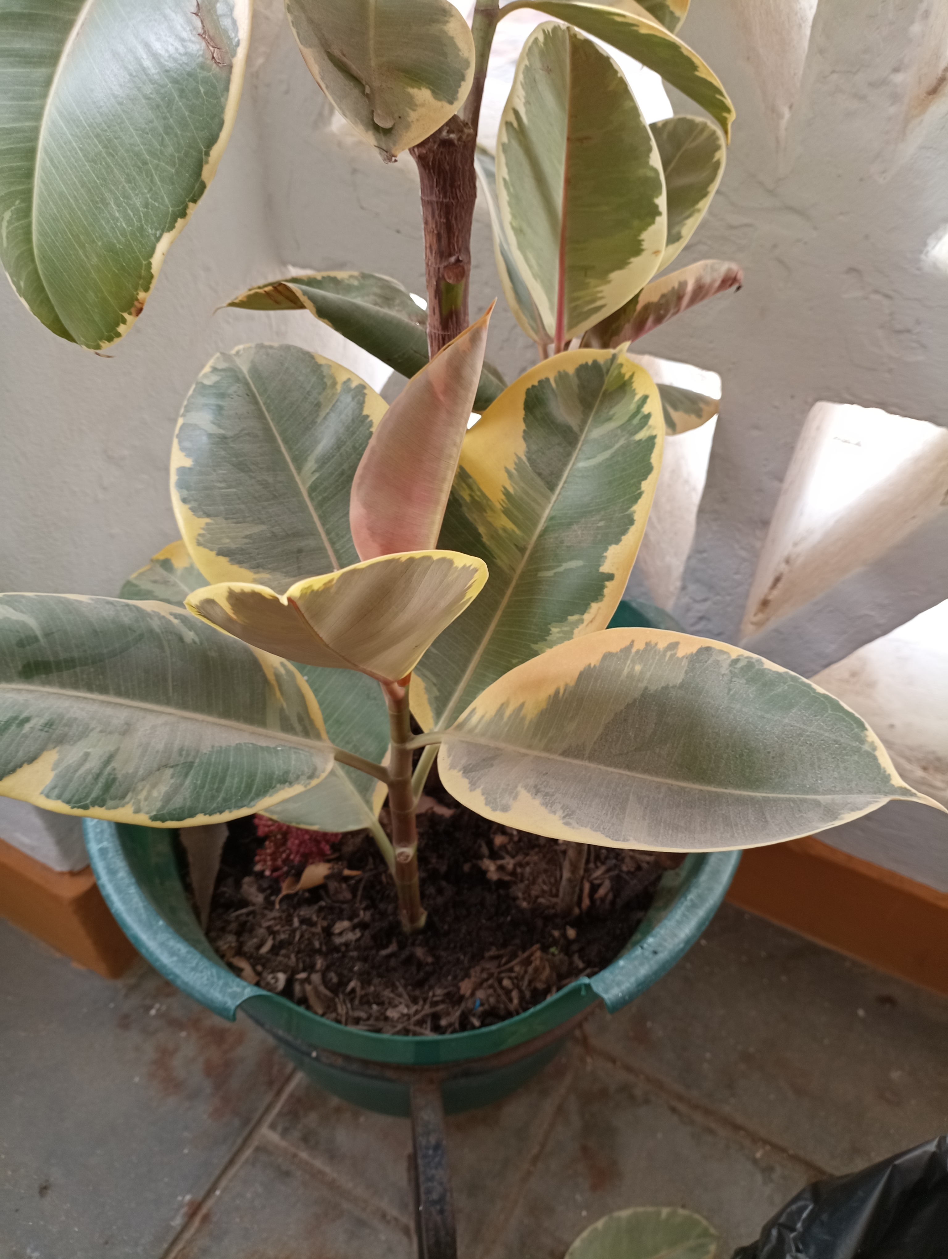 Planta de "borracha" a rebentar novas folhas e caules