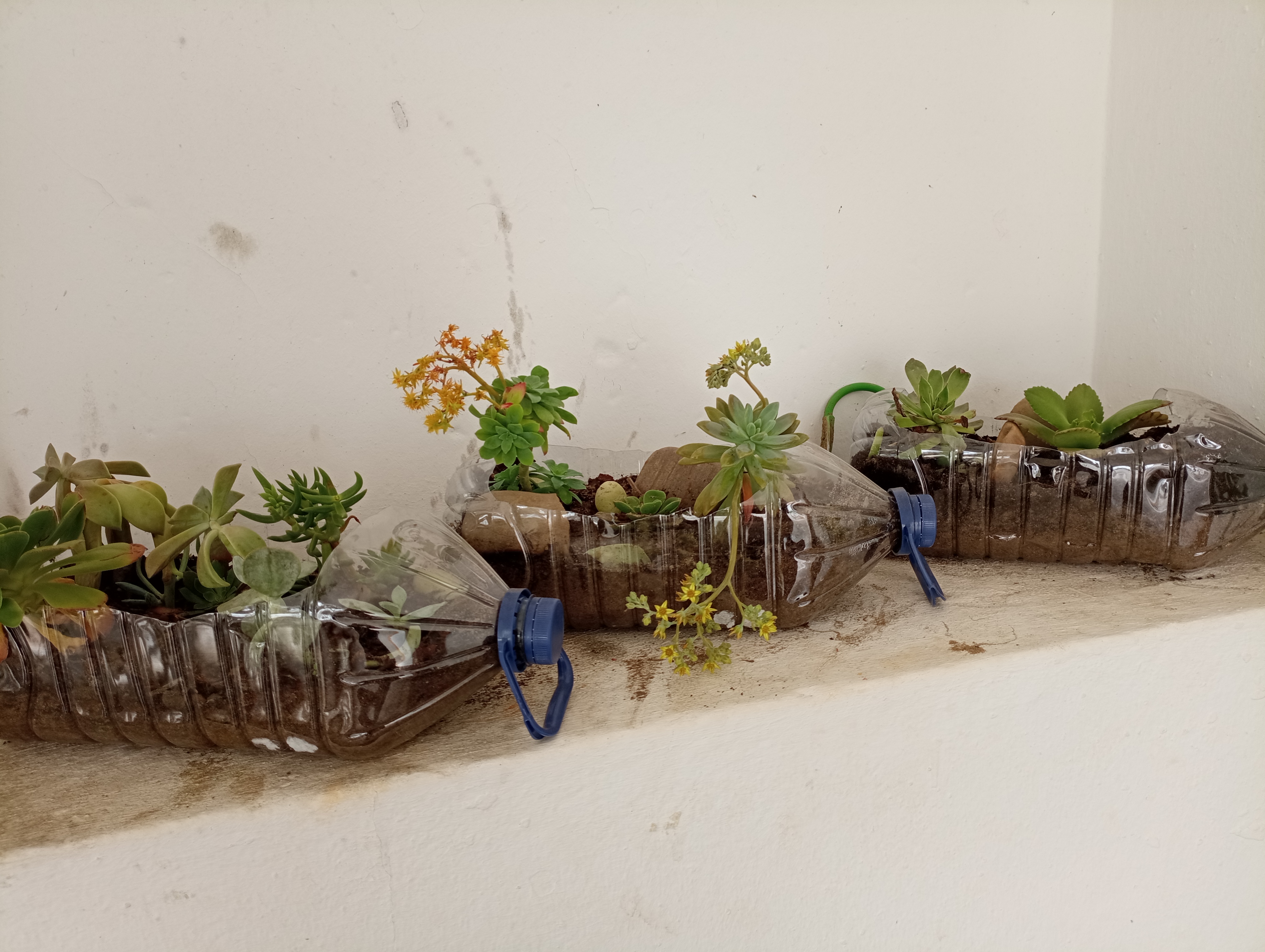 Suculentas plantadas em garrafões de água