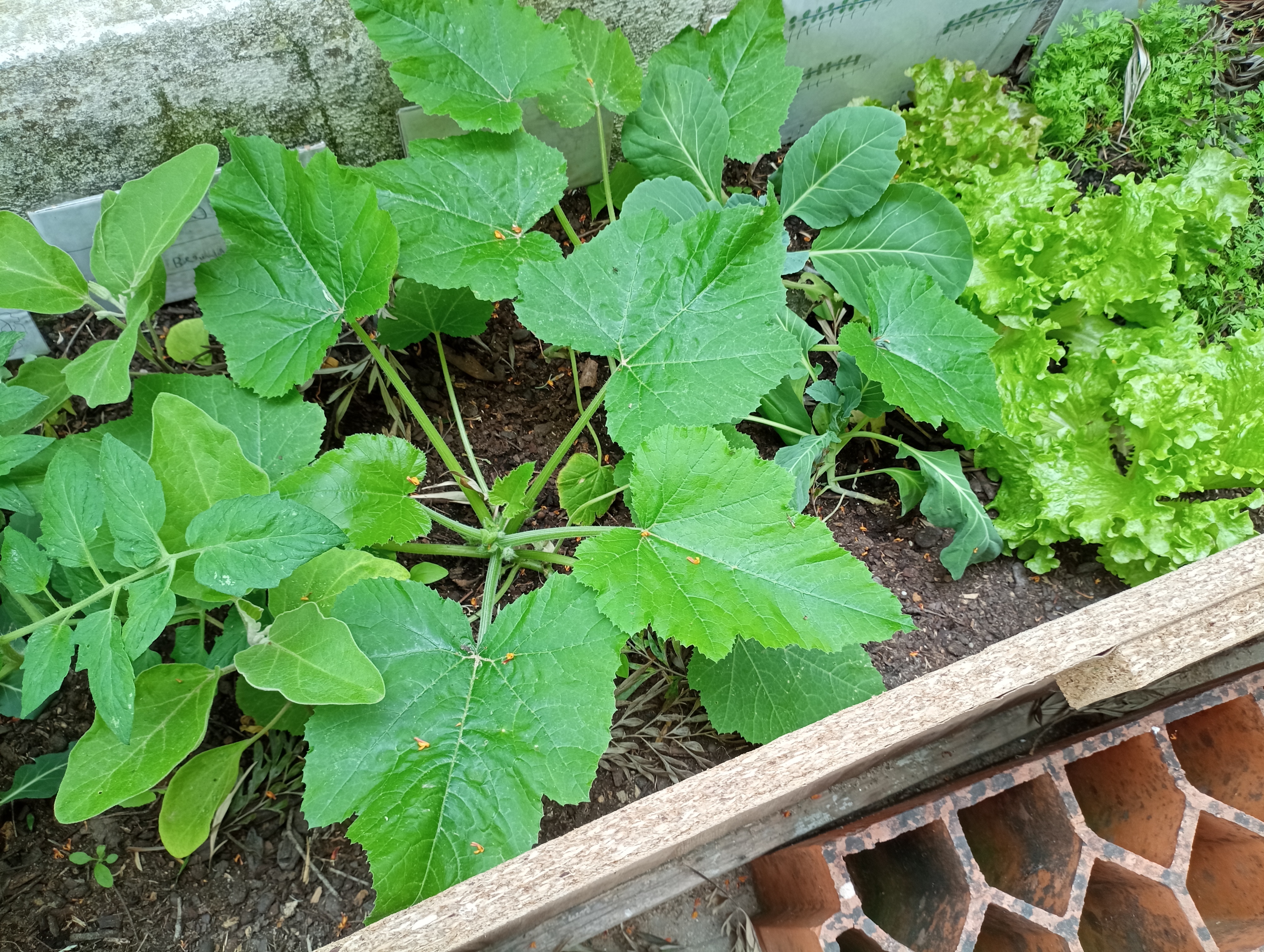 Várias plantas a crescer
