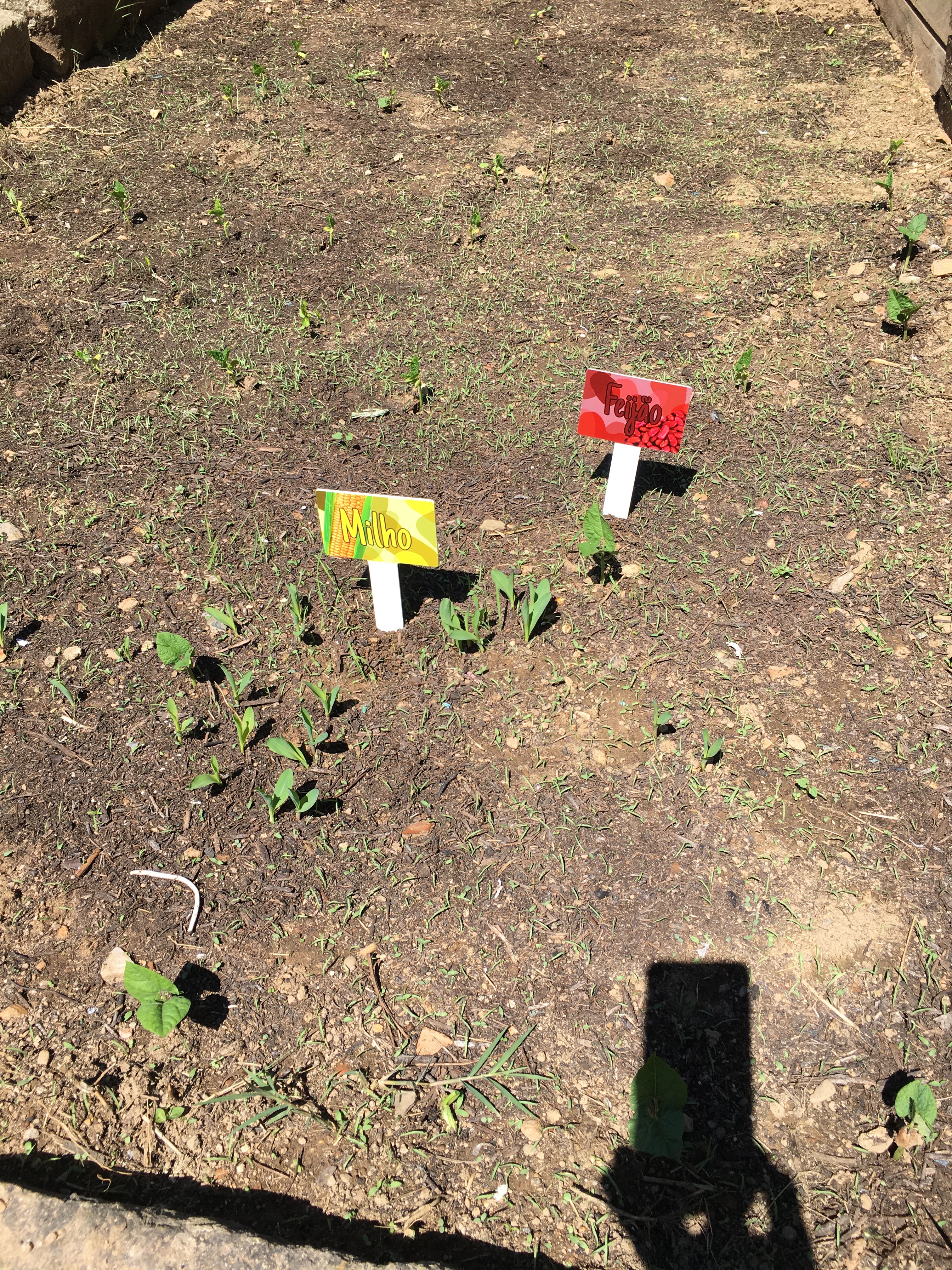Exemplo de produtos plantados