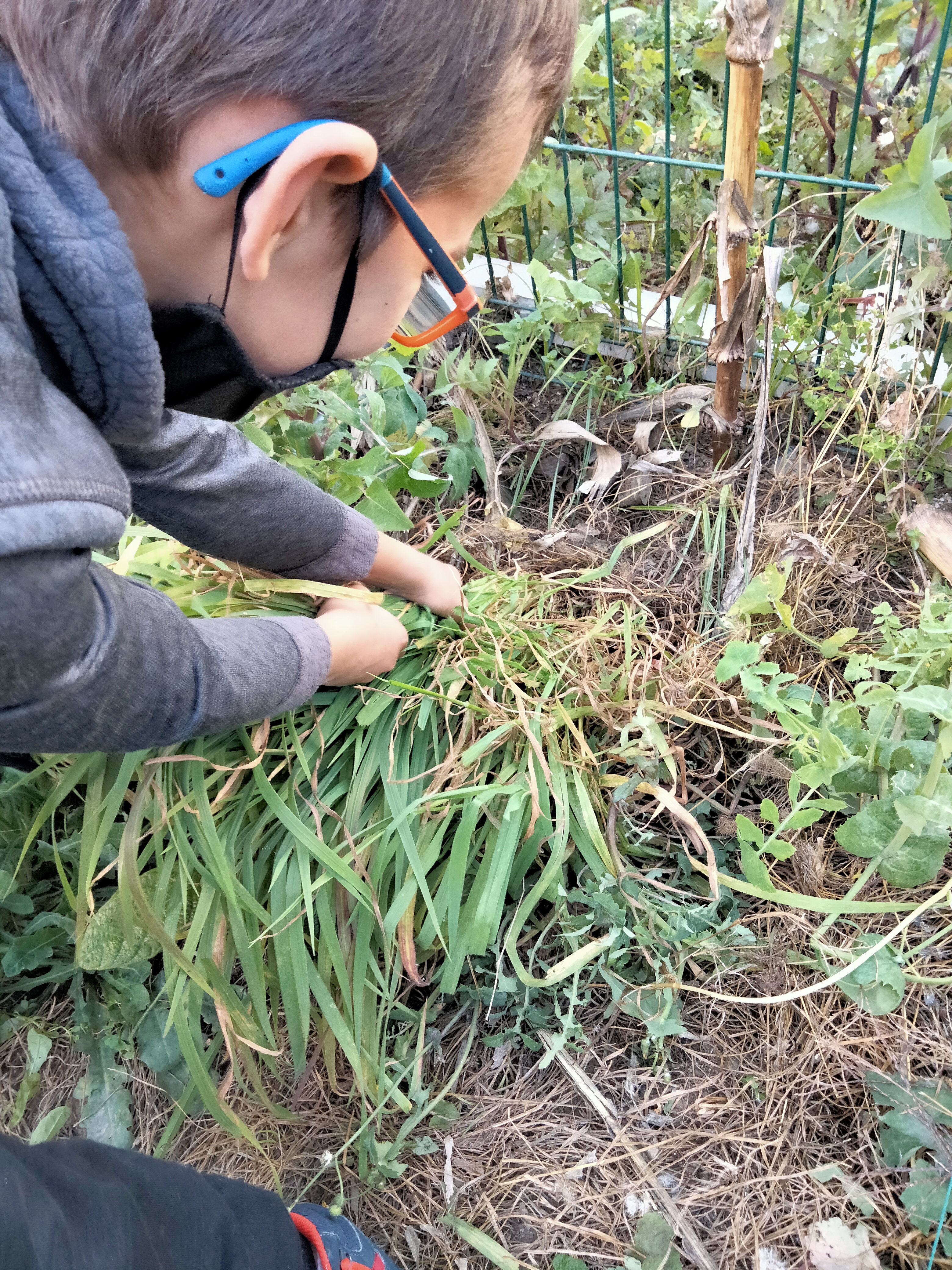 Limpeza e preparação da terra: arranque de ervas daninhas.