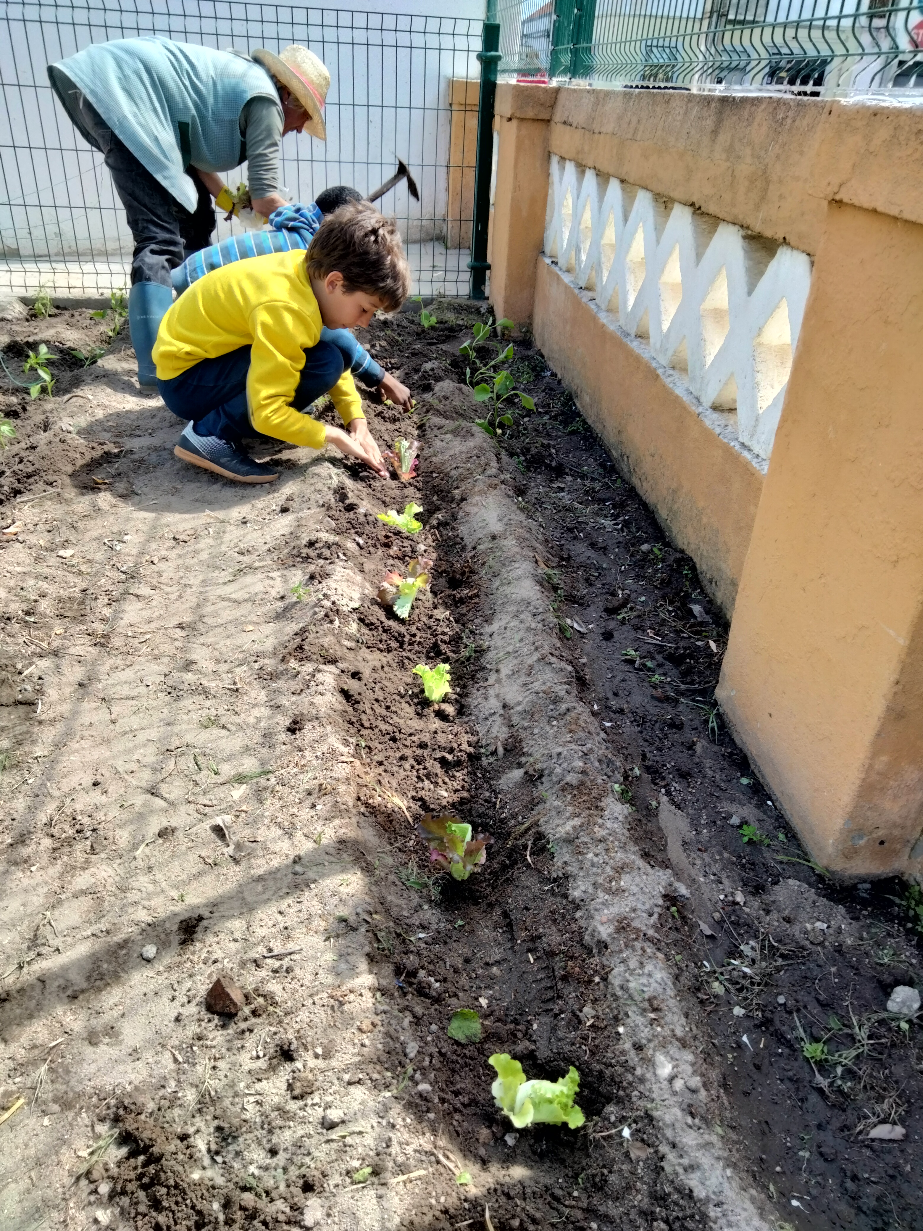 Fase de Plantação