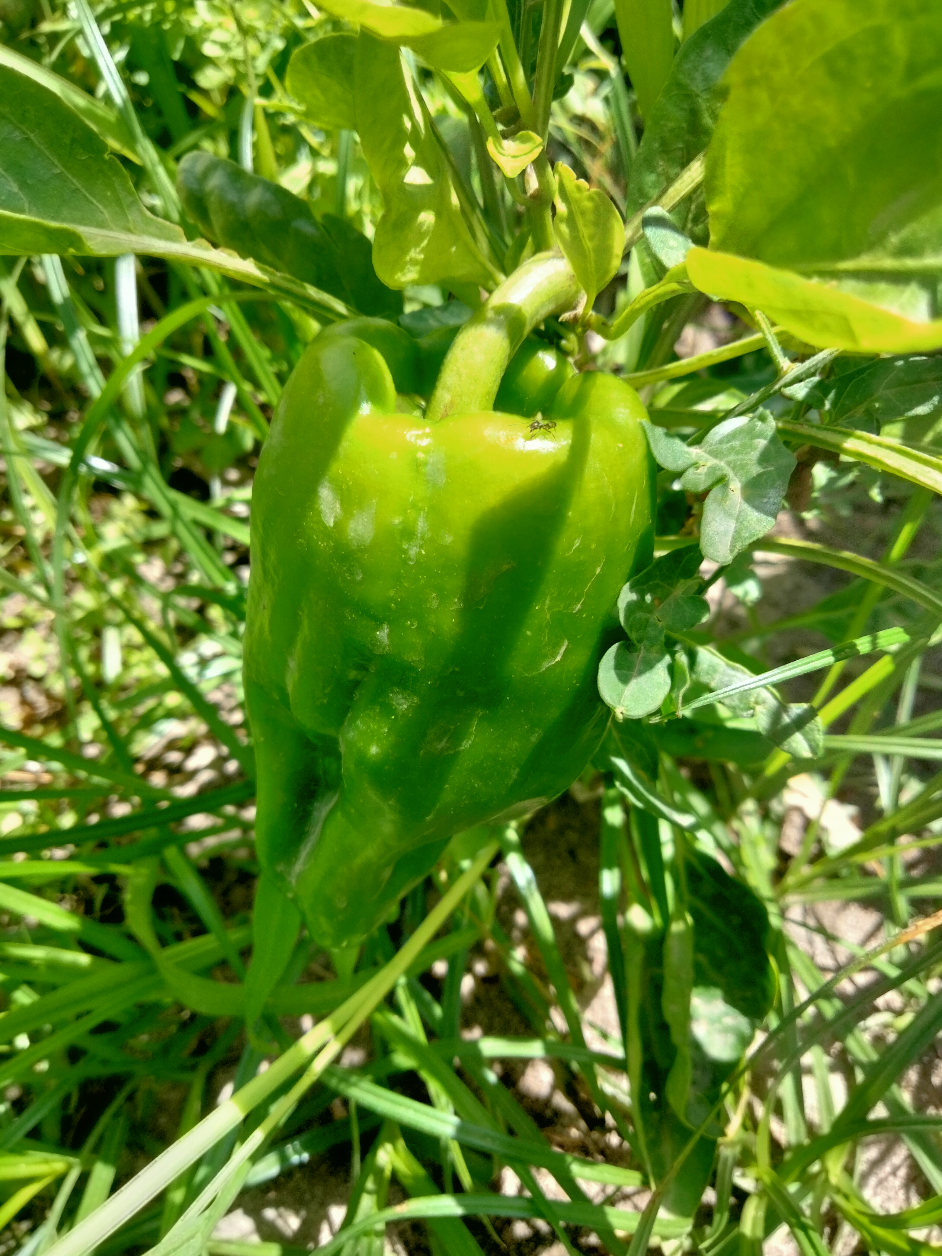 Algumas plantas já crescidas.