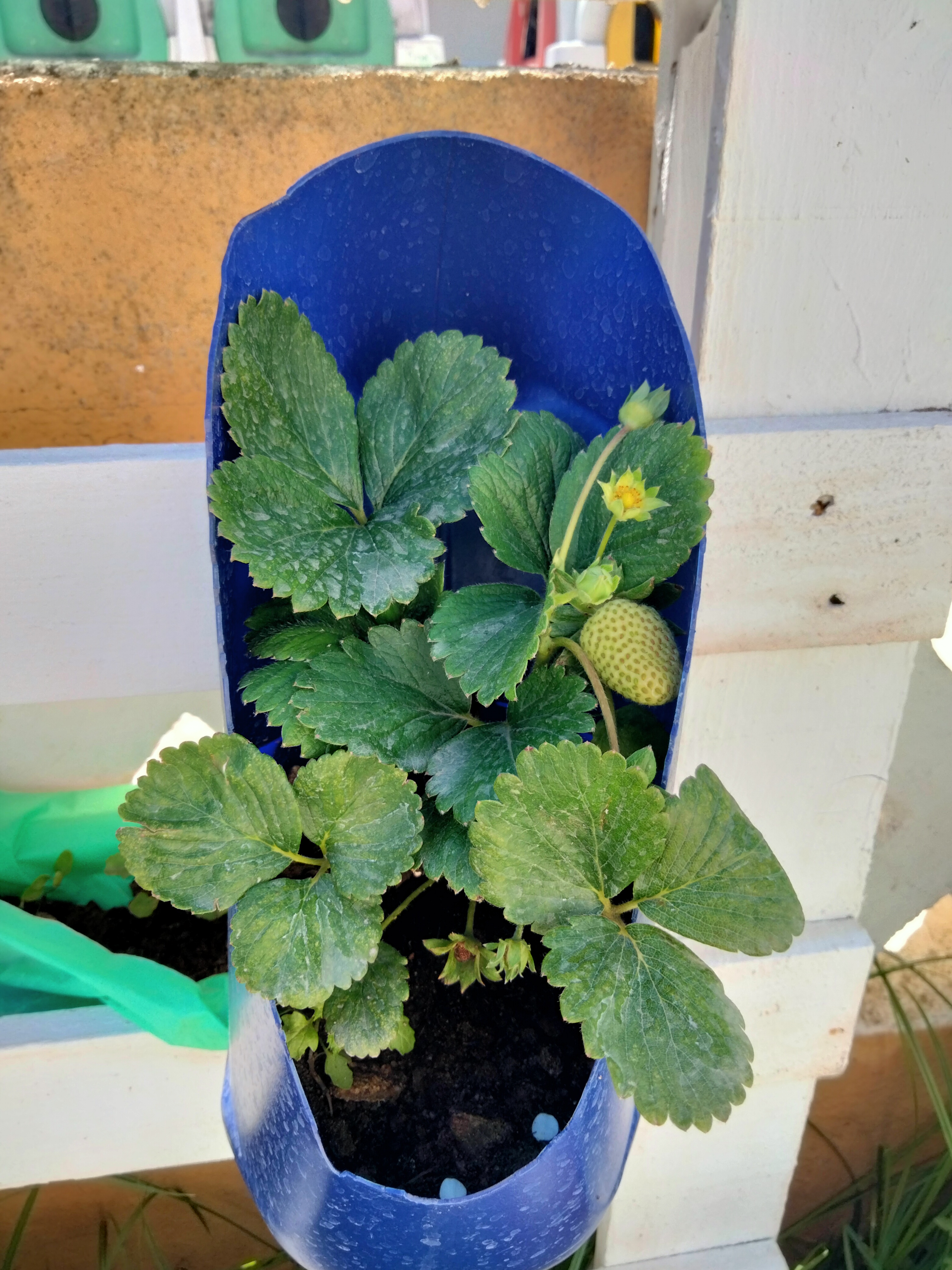 Algumas plantas...