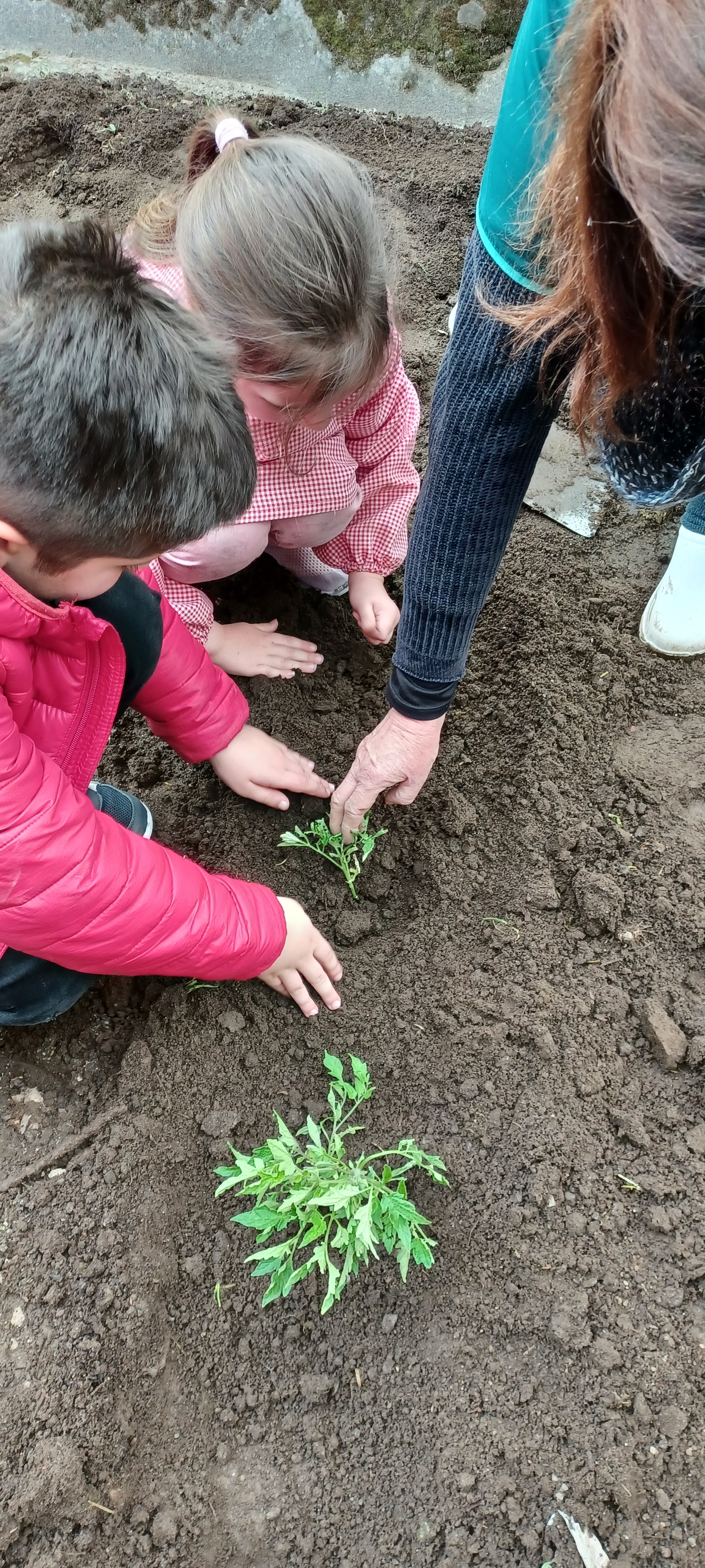 Colaboração de assistentes operacionais e alunos no cultivo de tomate março 22.