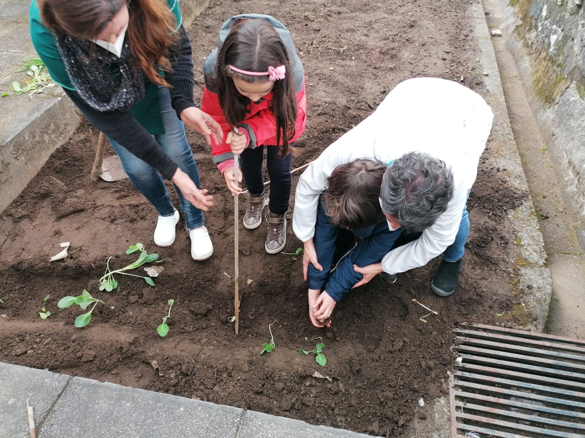 Envolvimento da comunidade educativo no cultivo de couve março 22.
