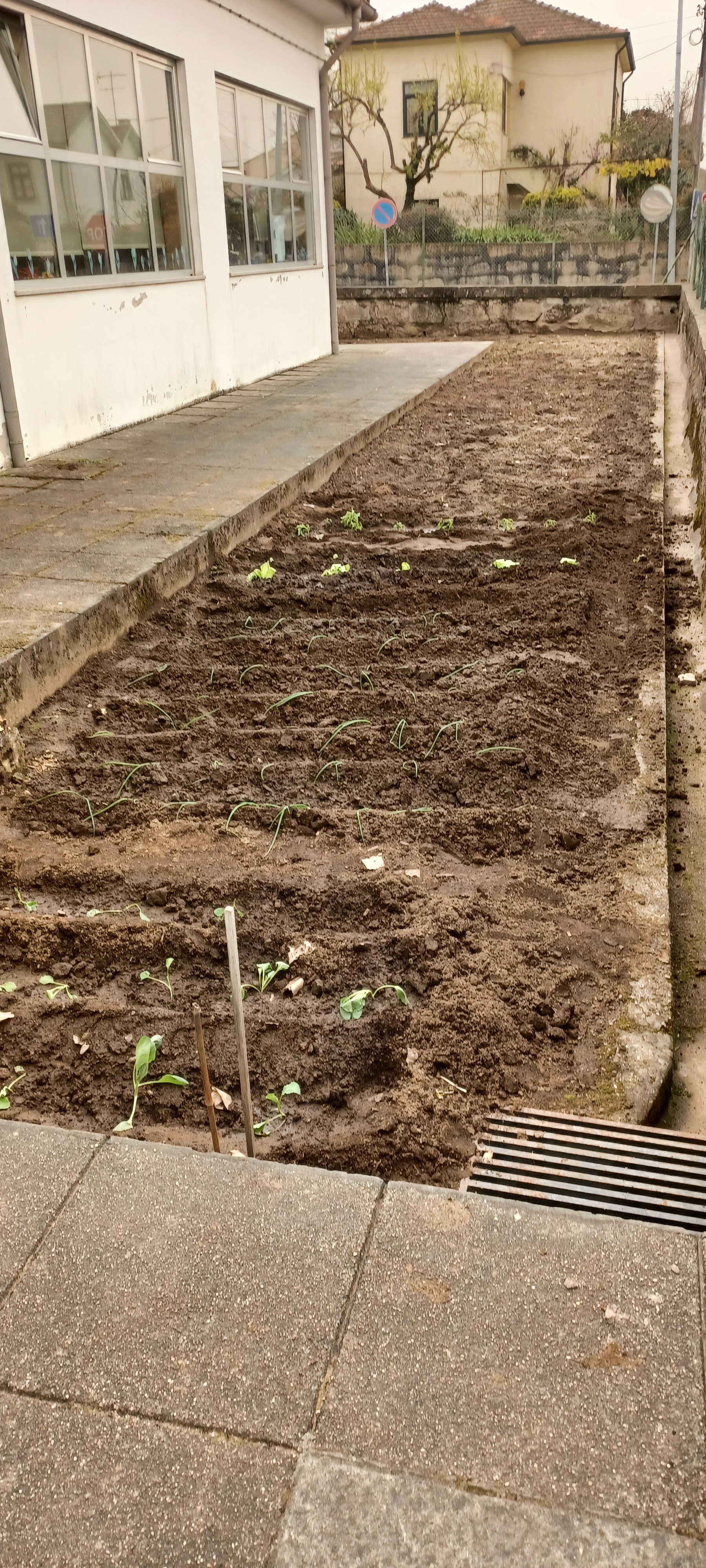 Primeiras plantações de março 22.