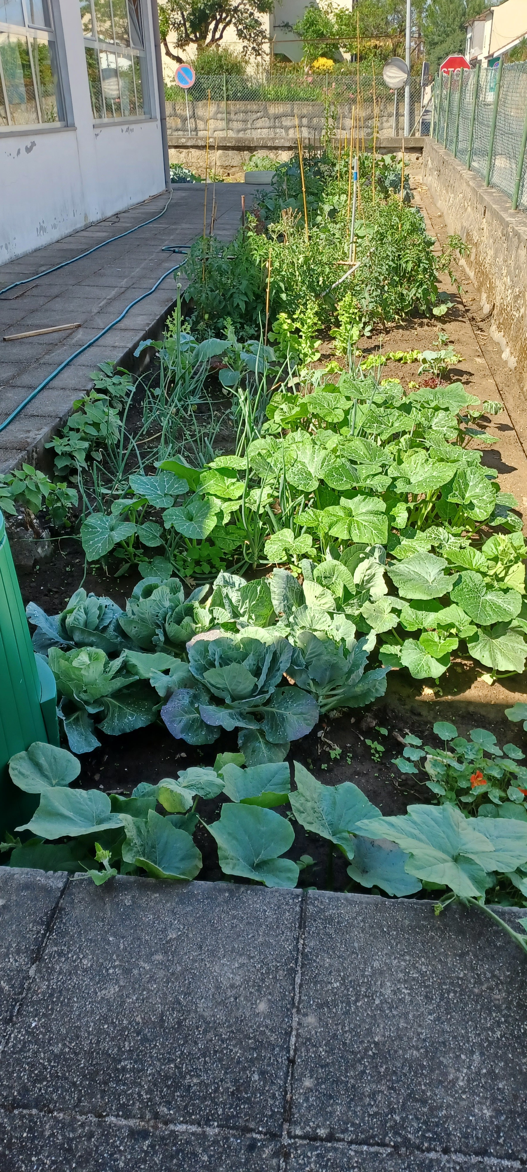 Horta do carvalhal