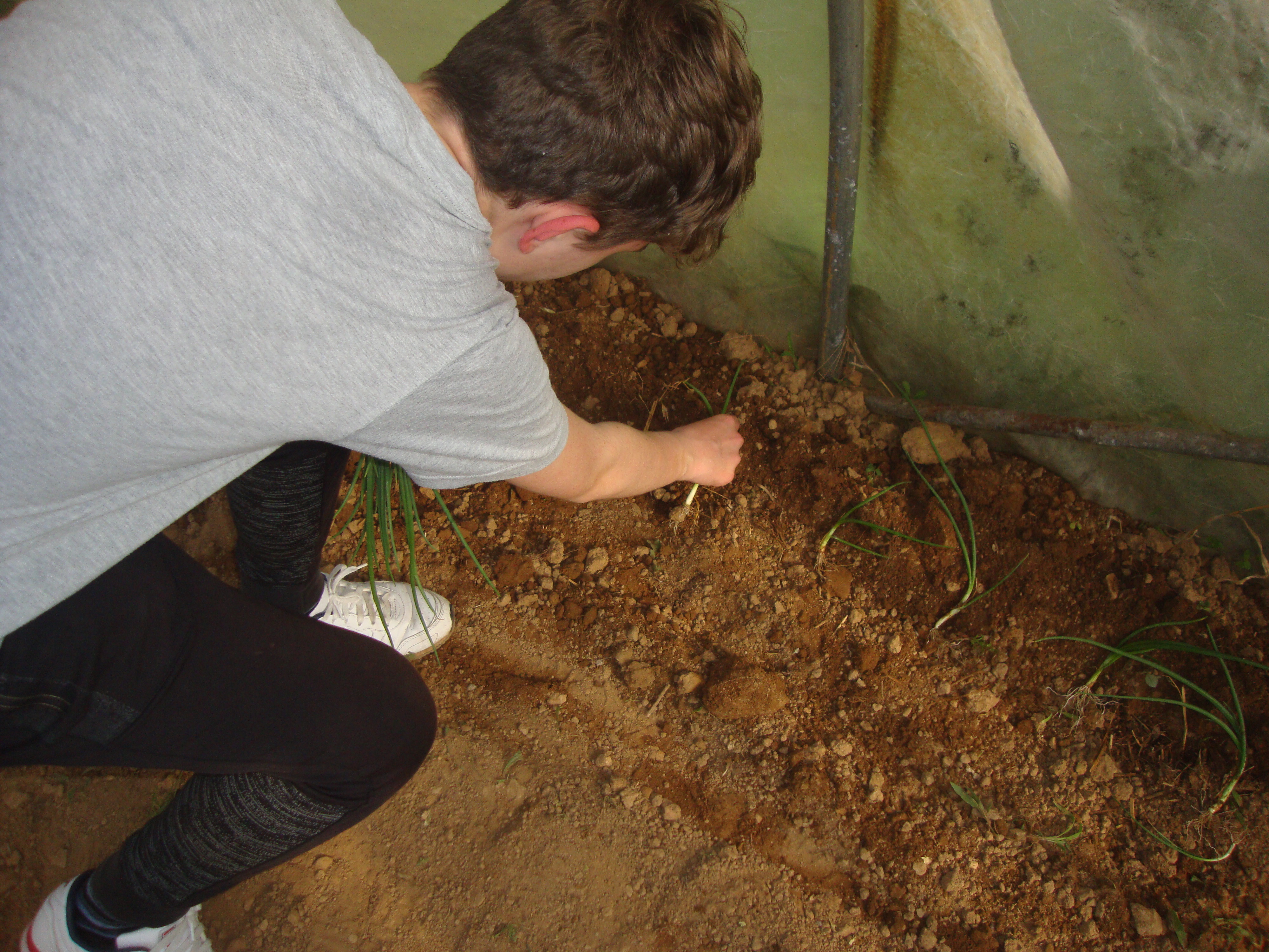 Plantação de cebolo