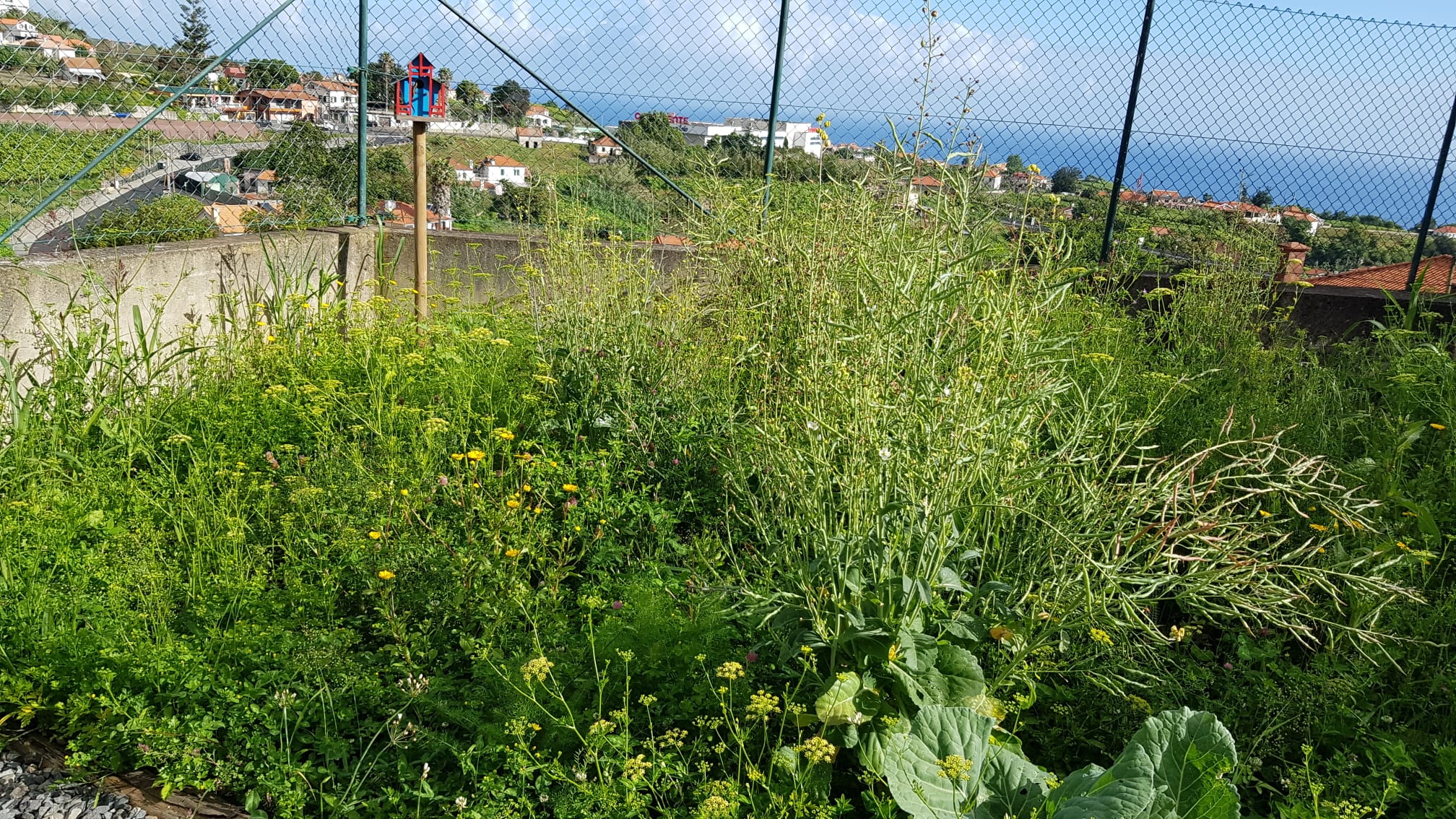 As ervas daninhas na horta