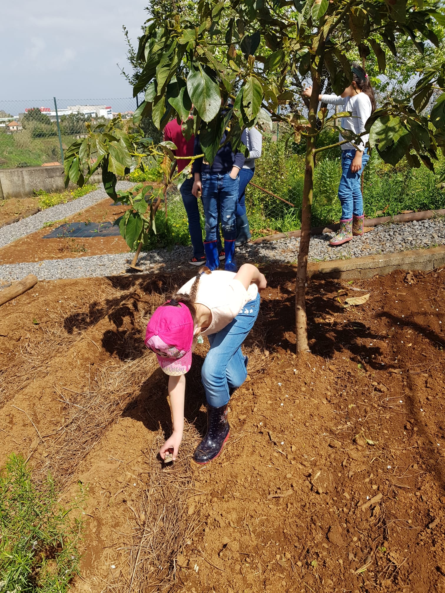 Plantação e manutenção do espaço