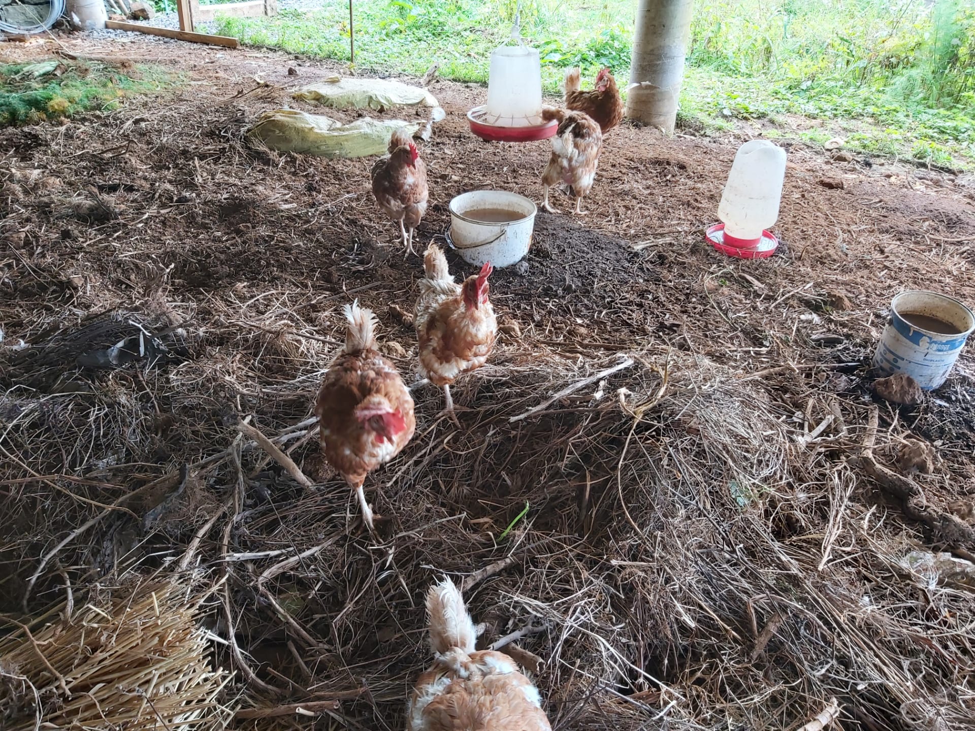 Recuperação do espaço anexo à horta e utilização para a construção de um galinheiro.