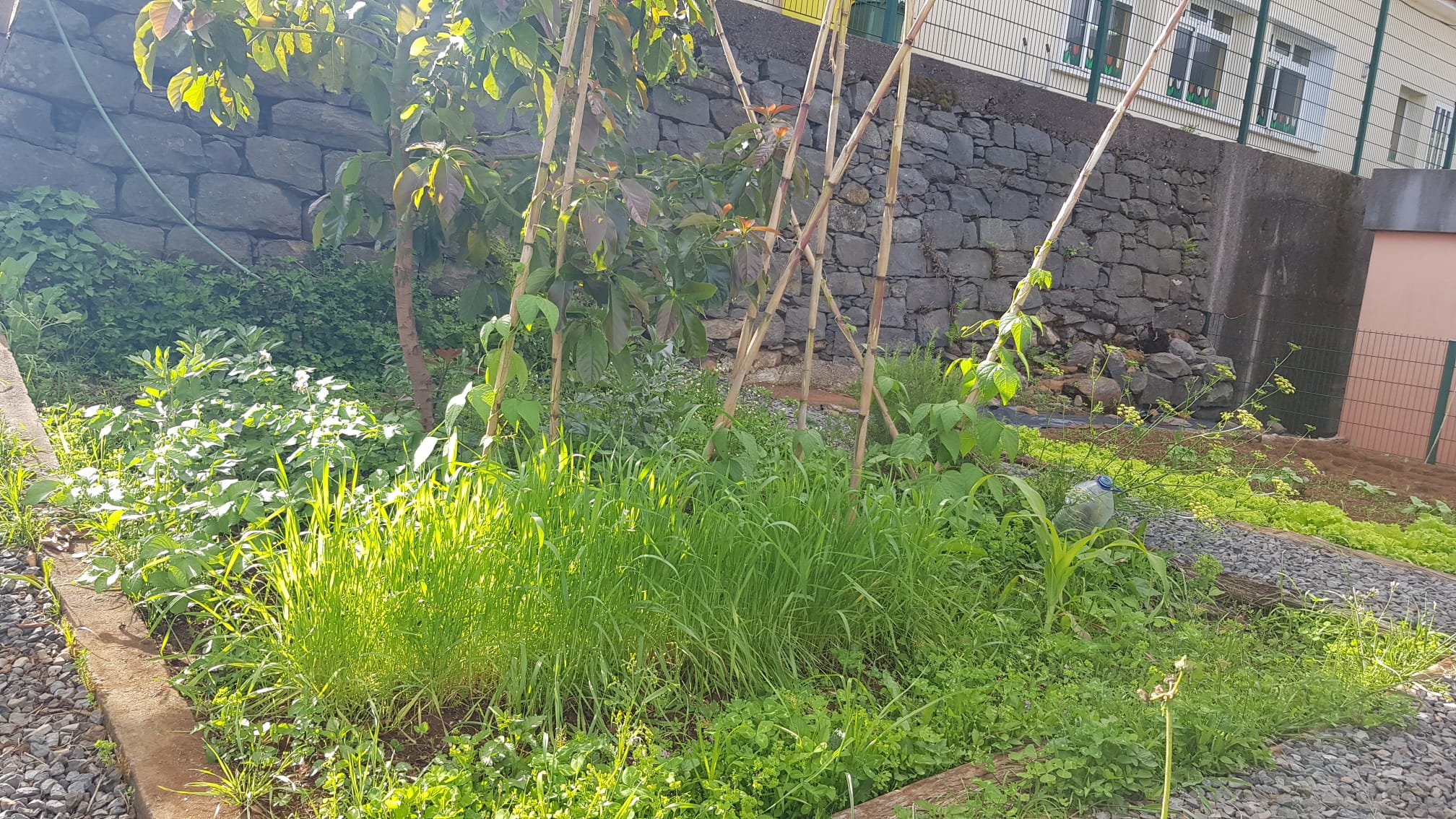 Plantação de bananeiras