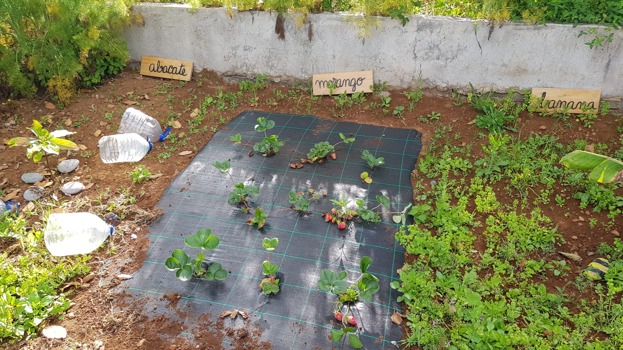 Plantação de morangueiros