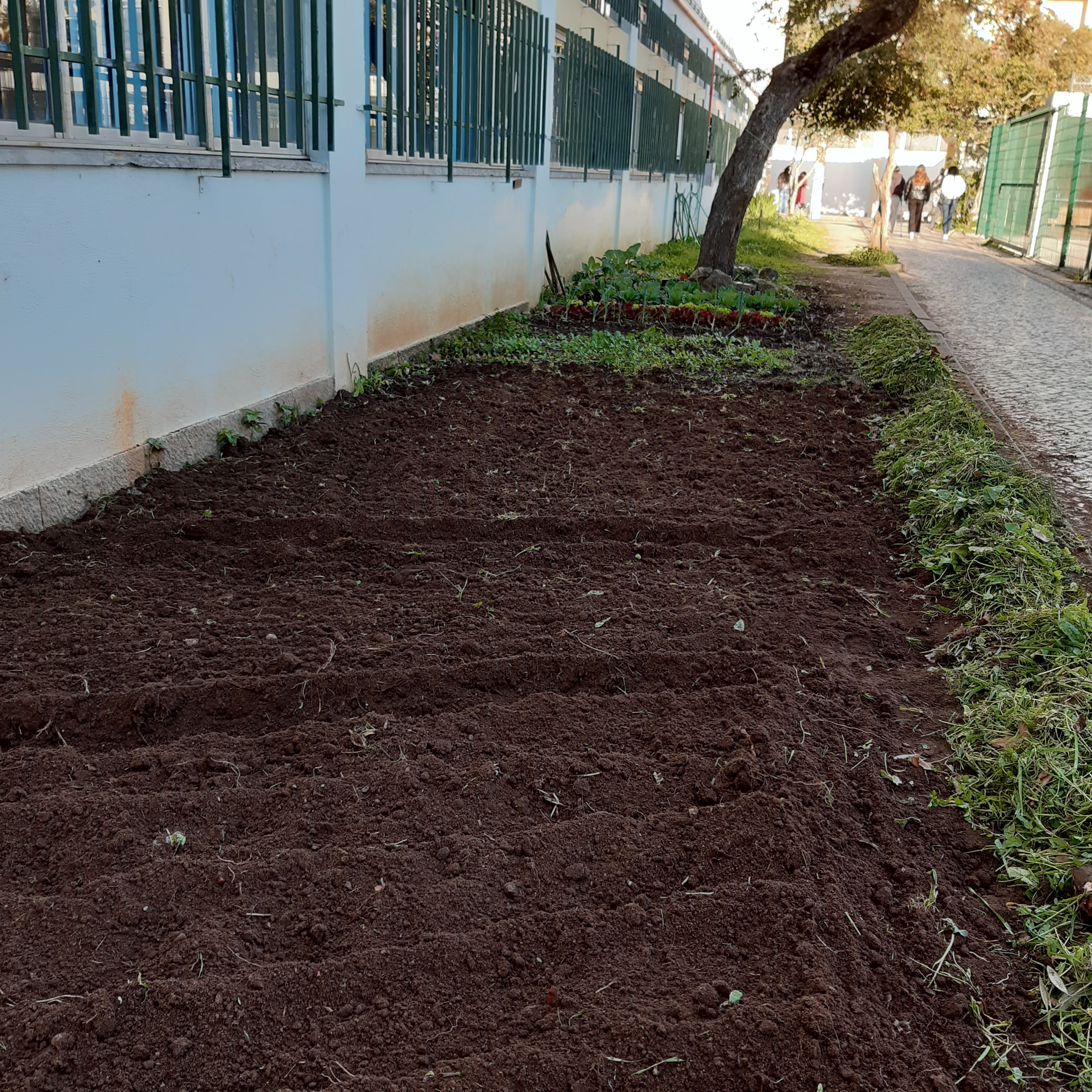 Depois da sementeira das favas e dos nabos