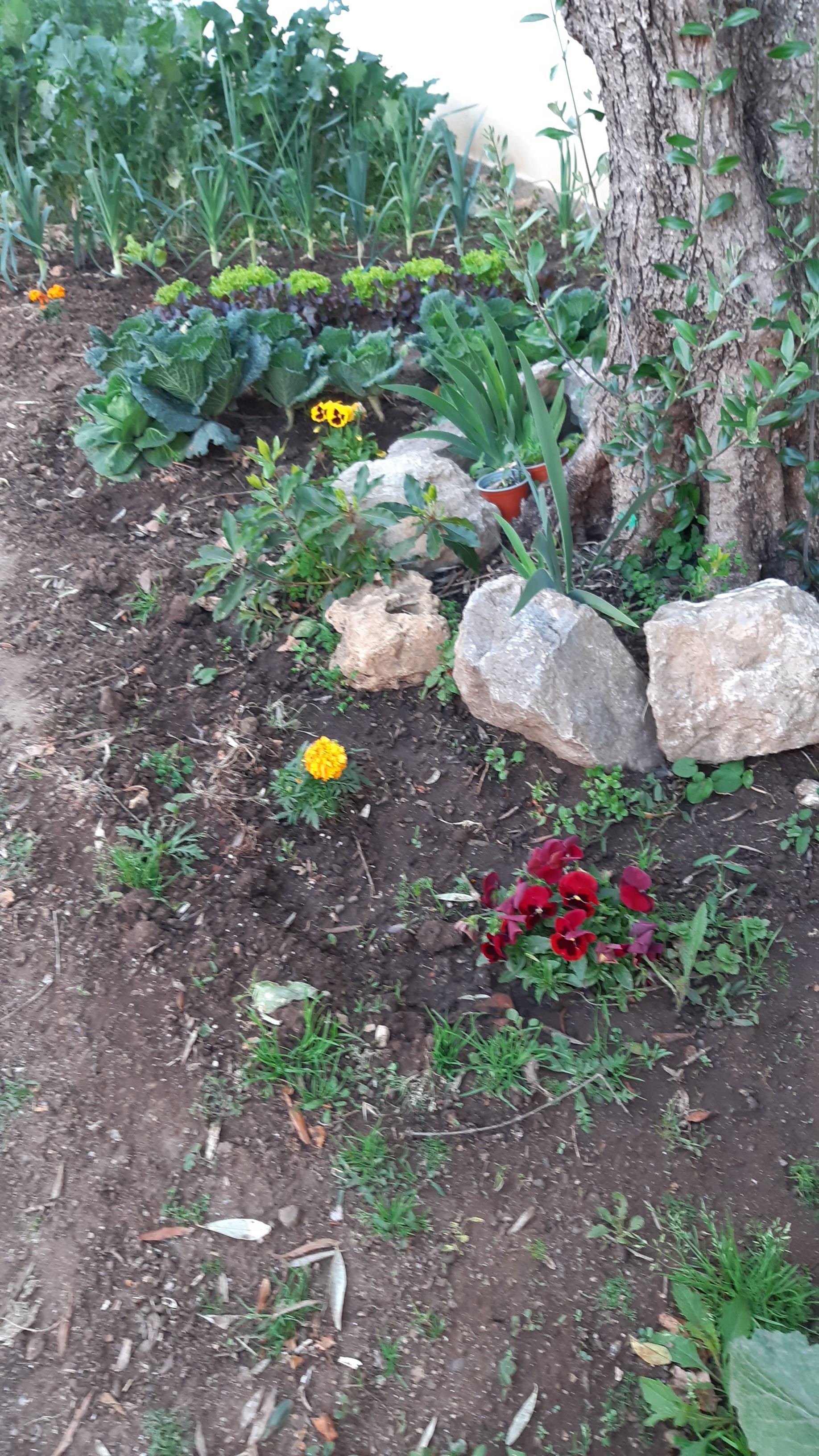 As flores da nossa horta
