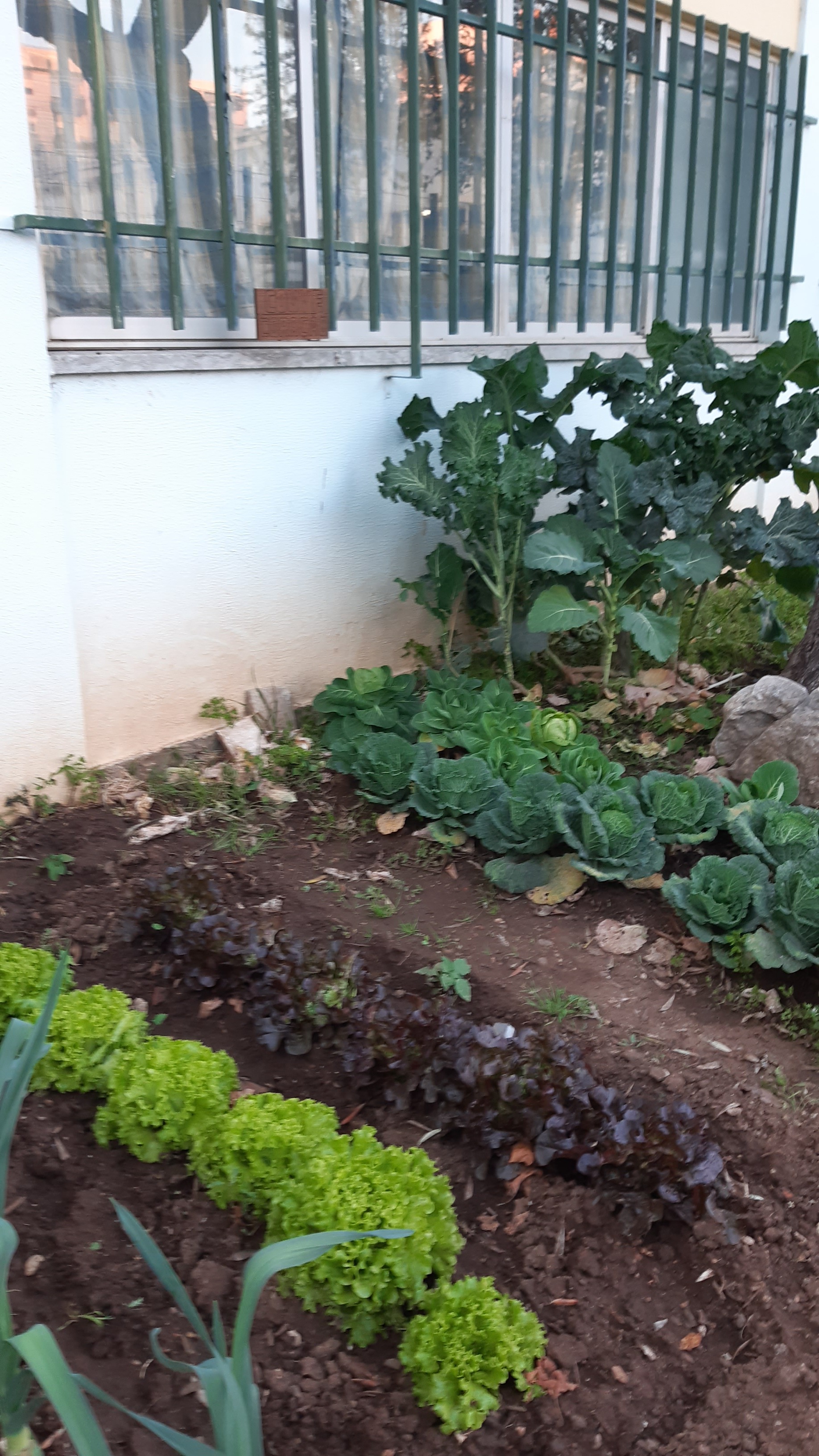 As hortícolas da nossa horta